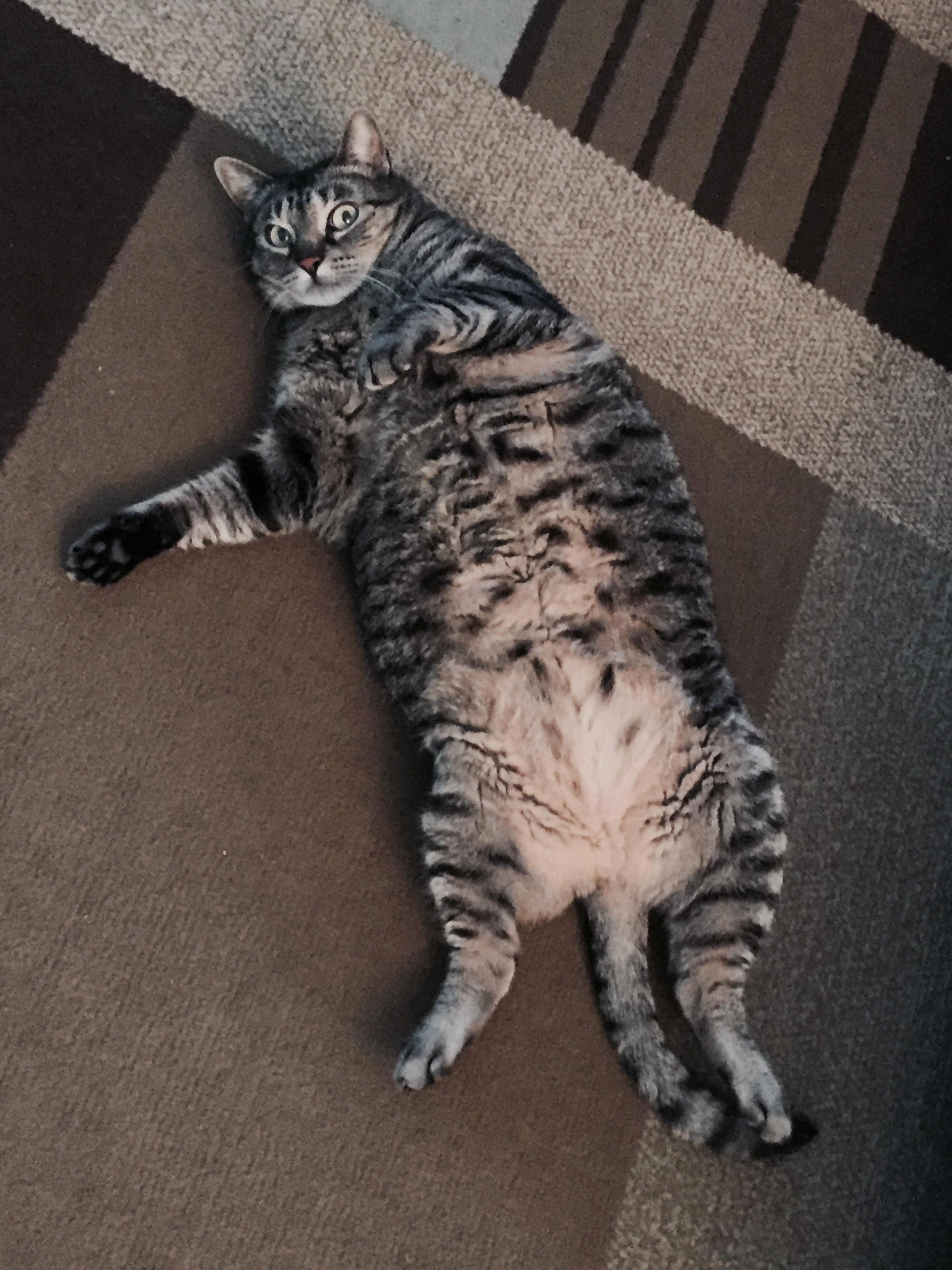 Meet One of Our Beloved Girls, Coco! (Also Responds to Kitteh, Pudgy, and Naughty.)