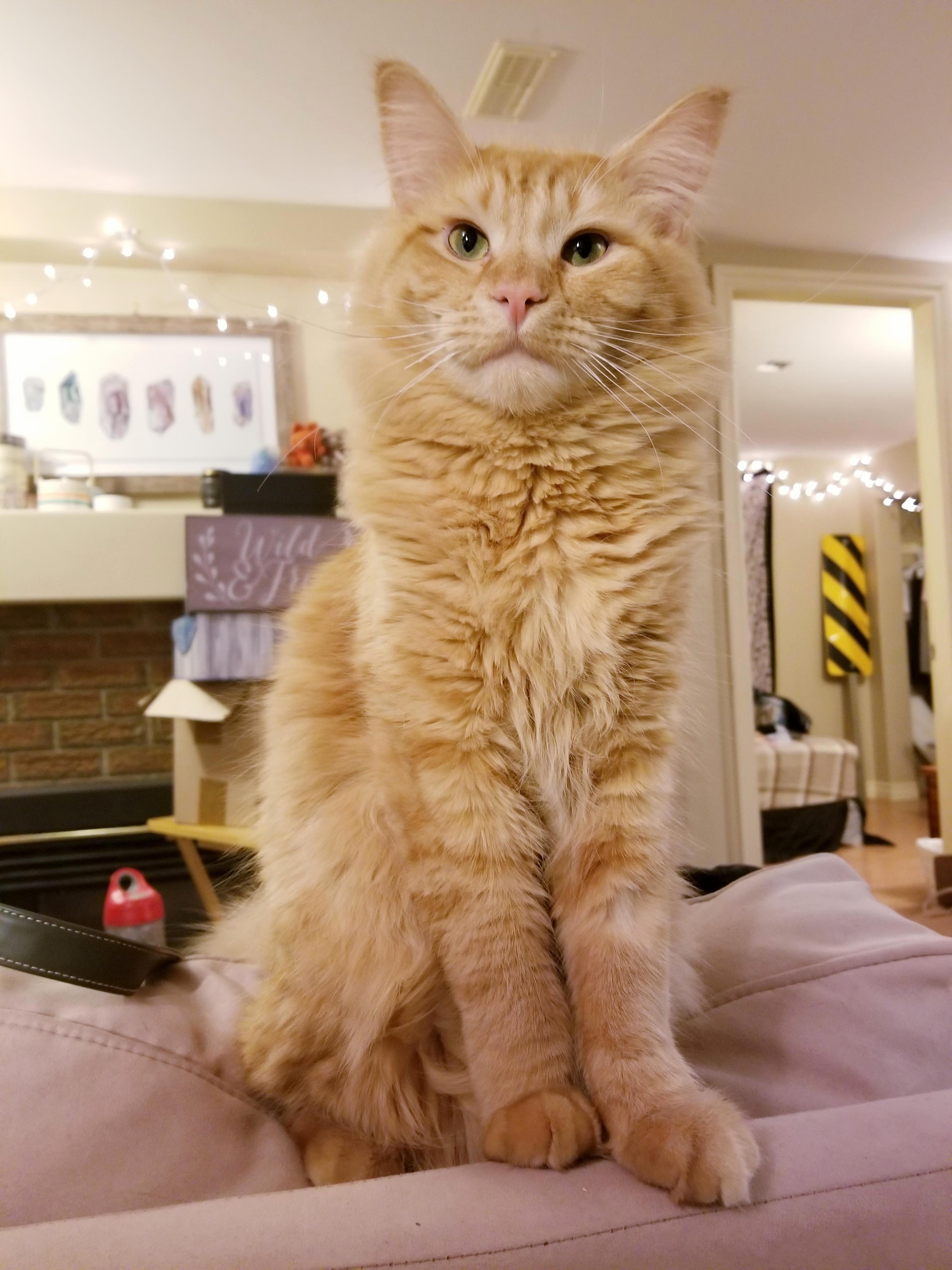Meet Waffles, My Poised 9 Month Old Maine Coon!