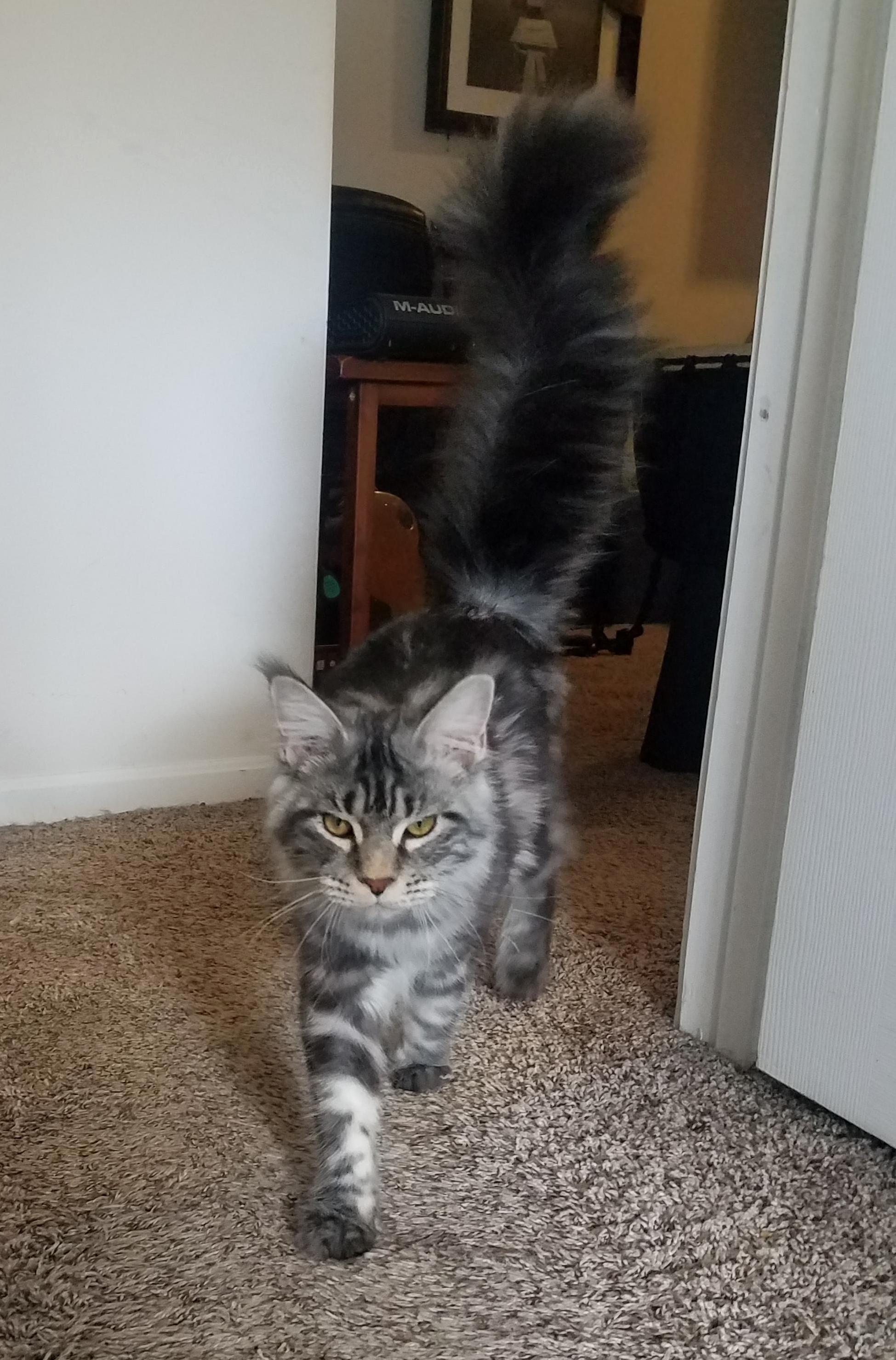 Mega Floof Tail.