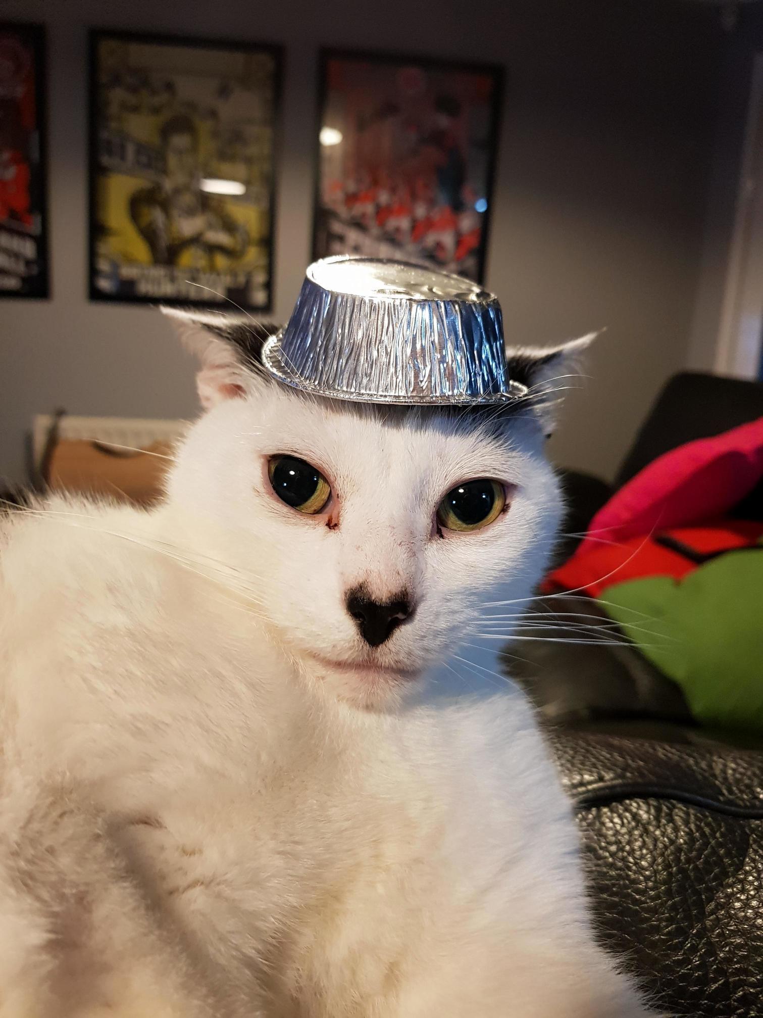 Meow