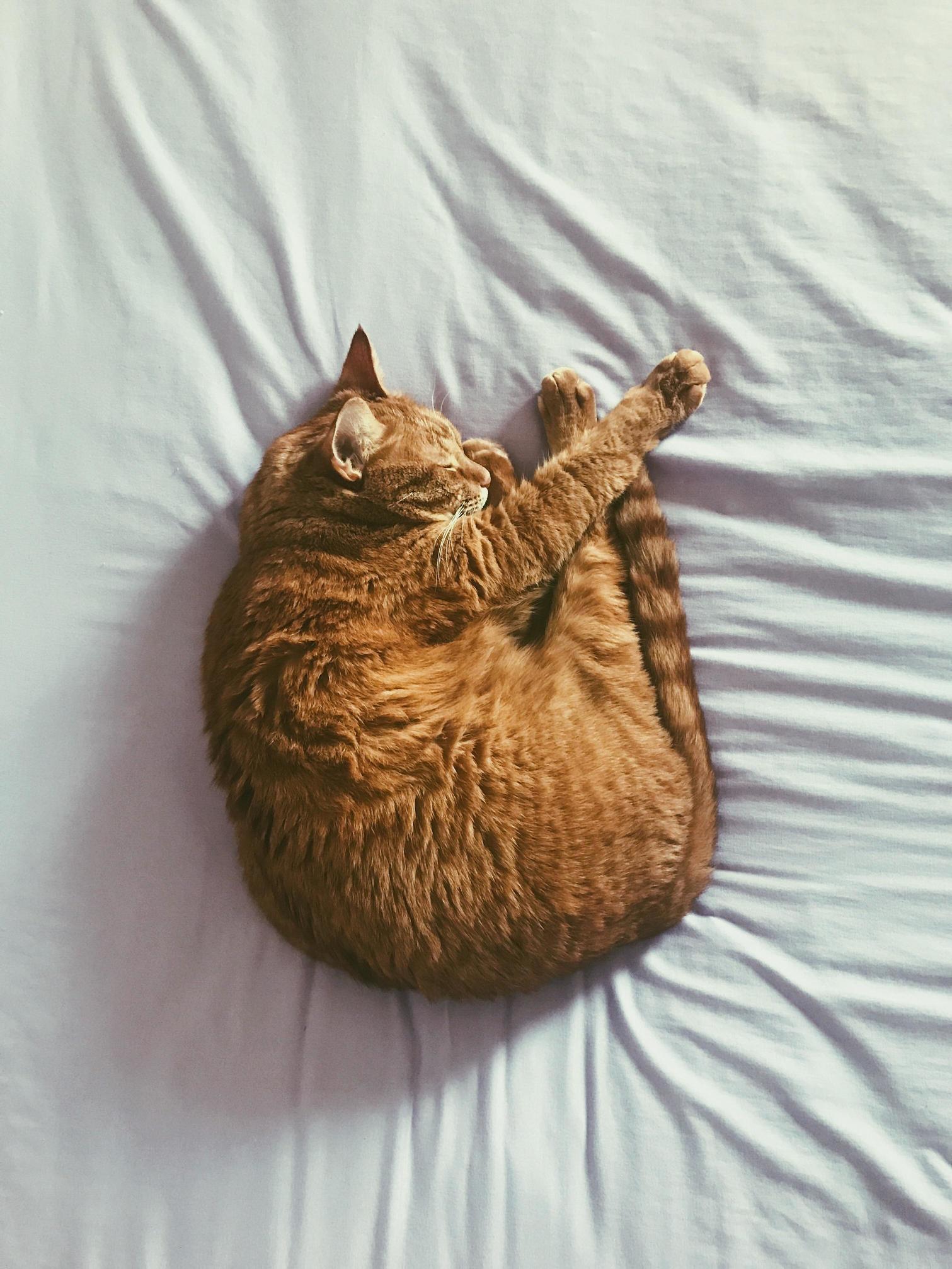 Mid Morning Nap