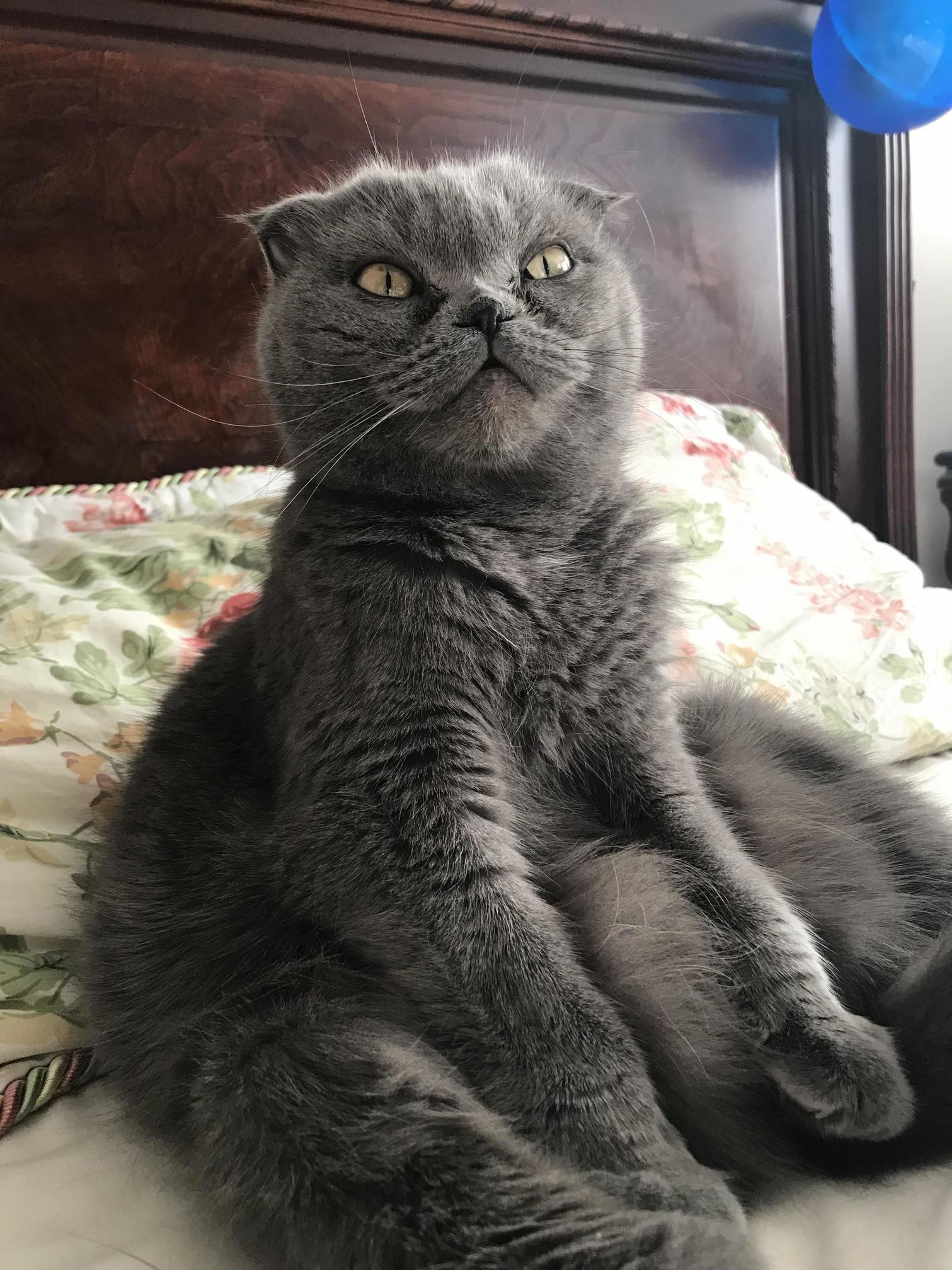 Mika Waiting for Her Morning Pets.