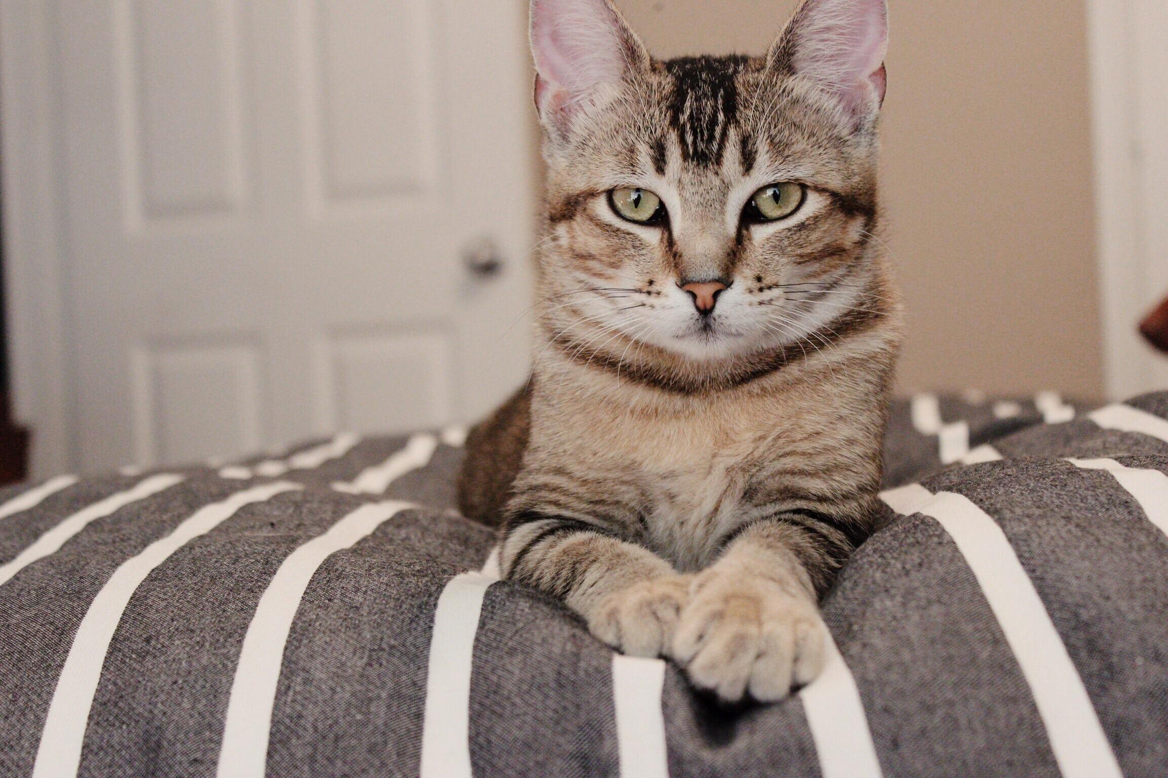 Milly Seems to Be Quite a Good Model