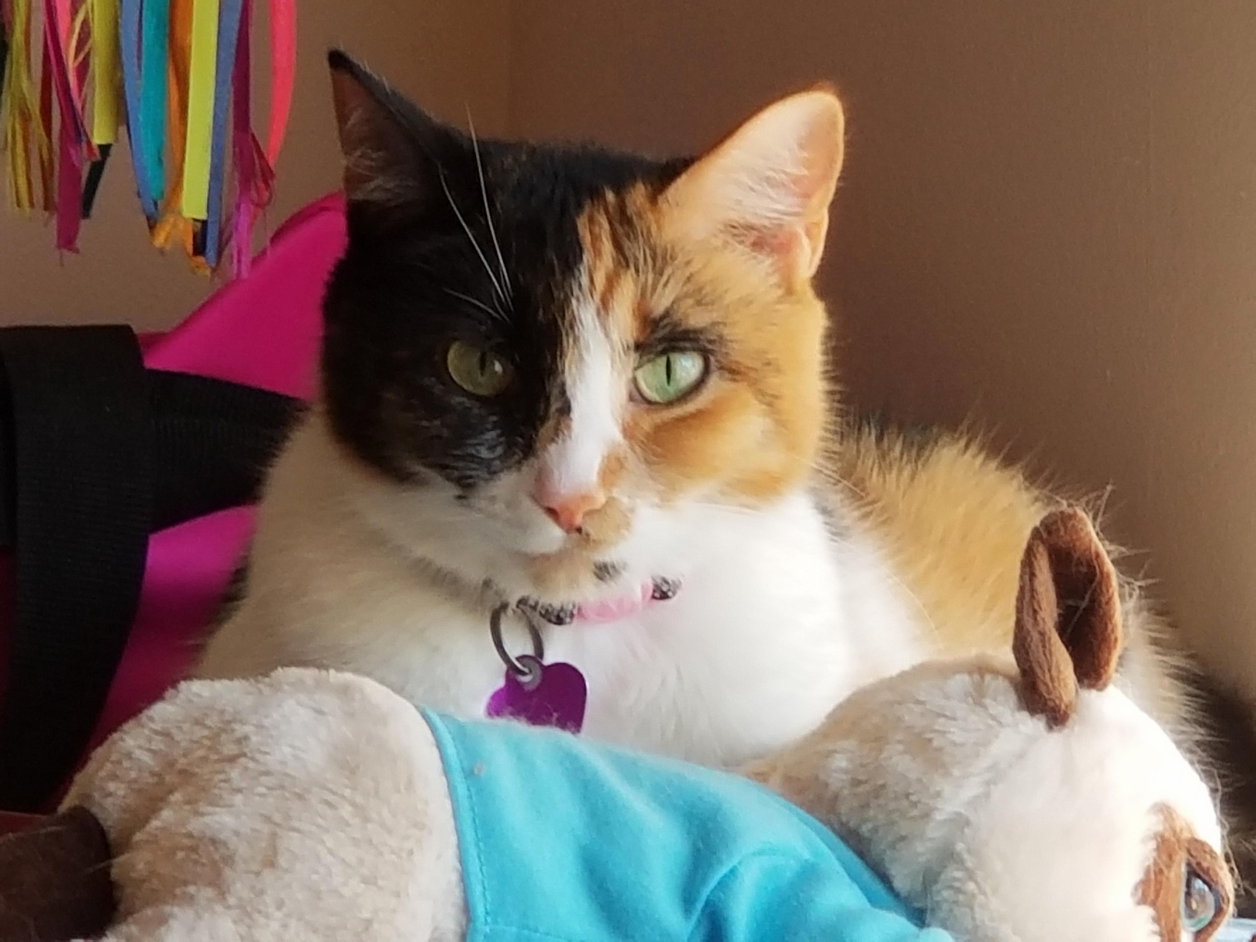 Miss Cashew Hanging Out at the Window with My Stuffed Grumpy Cat