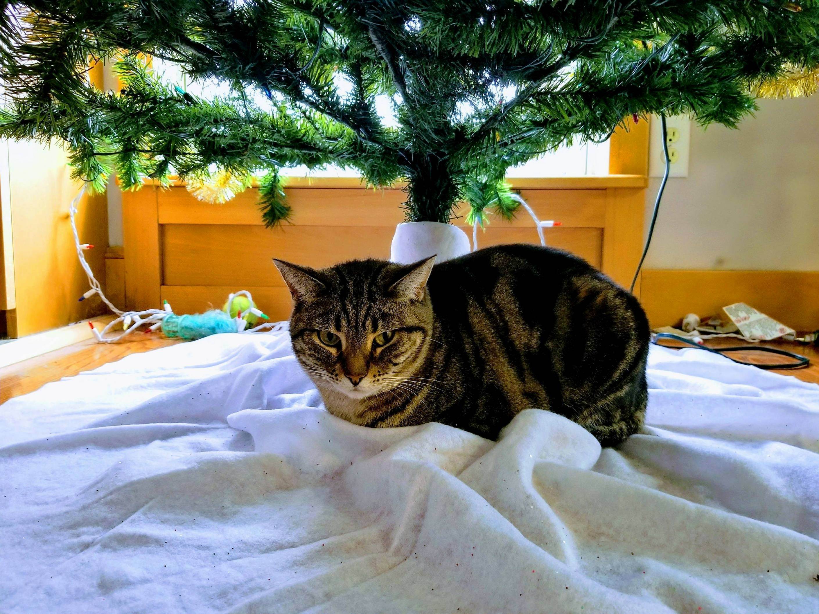 Molly for Christmas