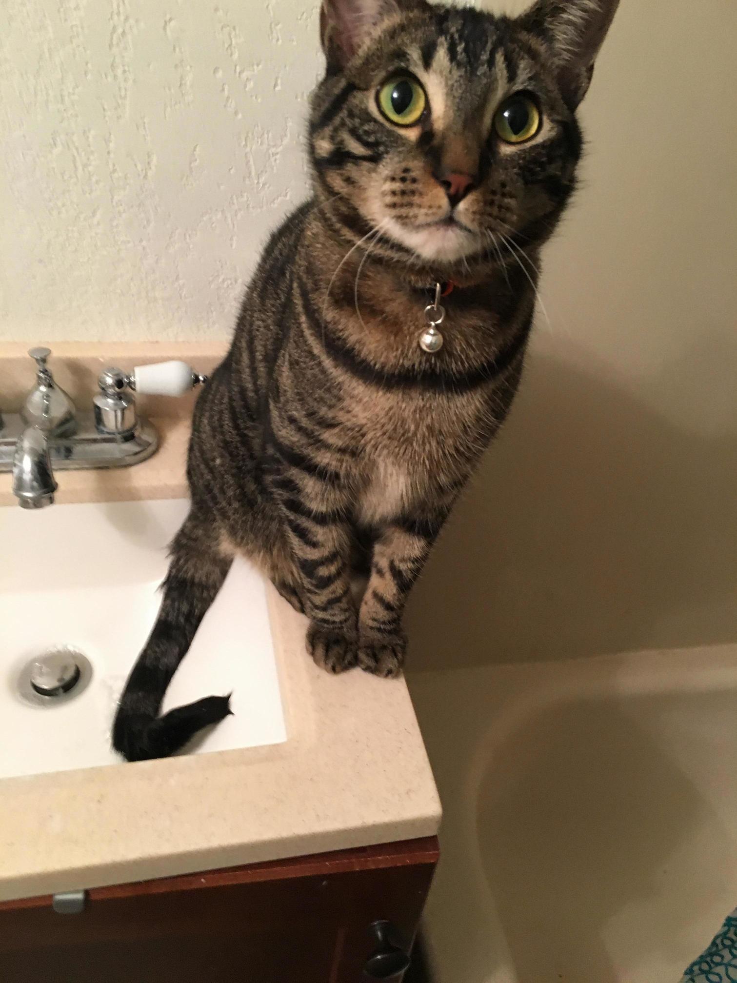 Momo Hopes You and Your Cats Have a Great Day Today.