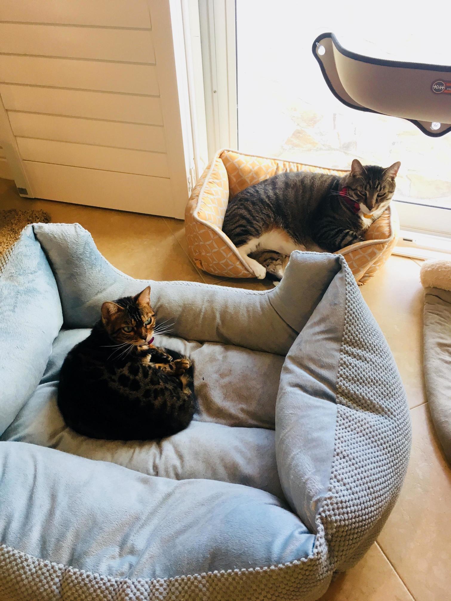 Muffin Always Takes Pancakes Bed