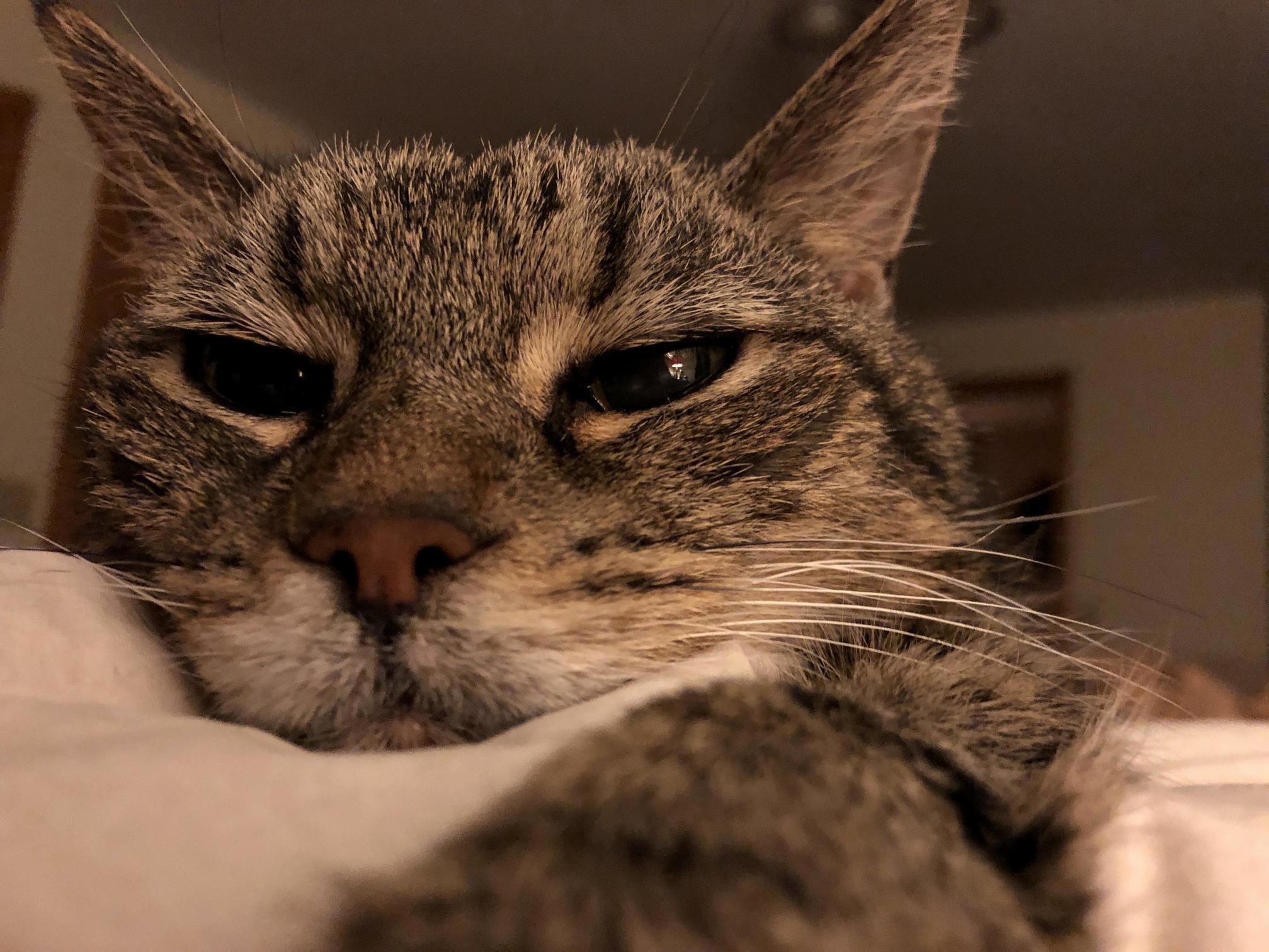 My 16.5 Year Old Girl. All She Wants Is to Constantly Be Laying on Me.