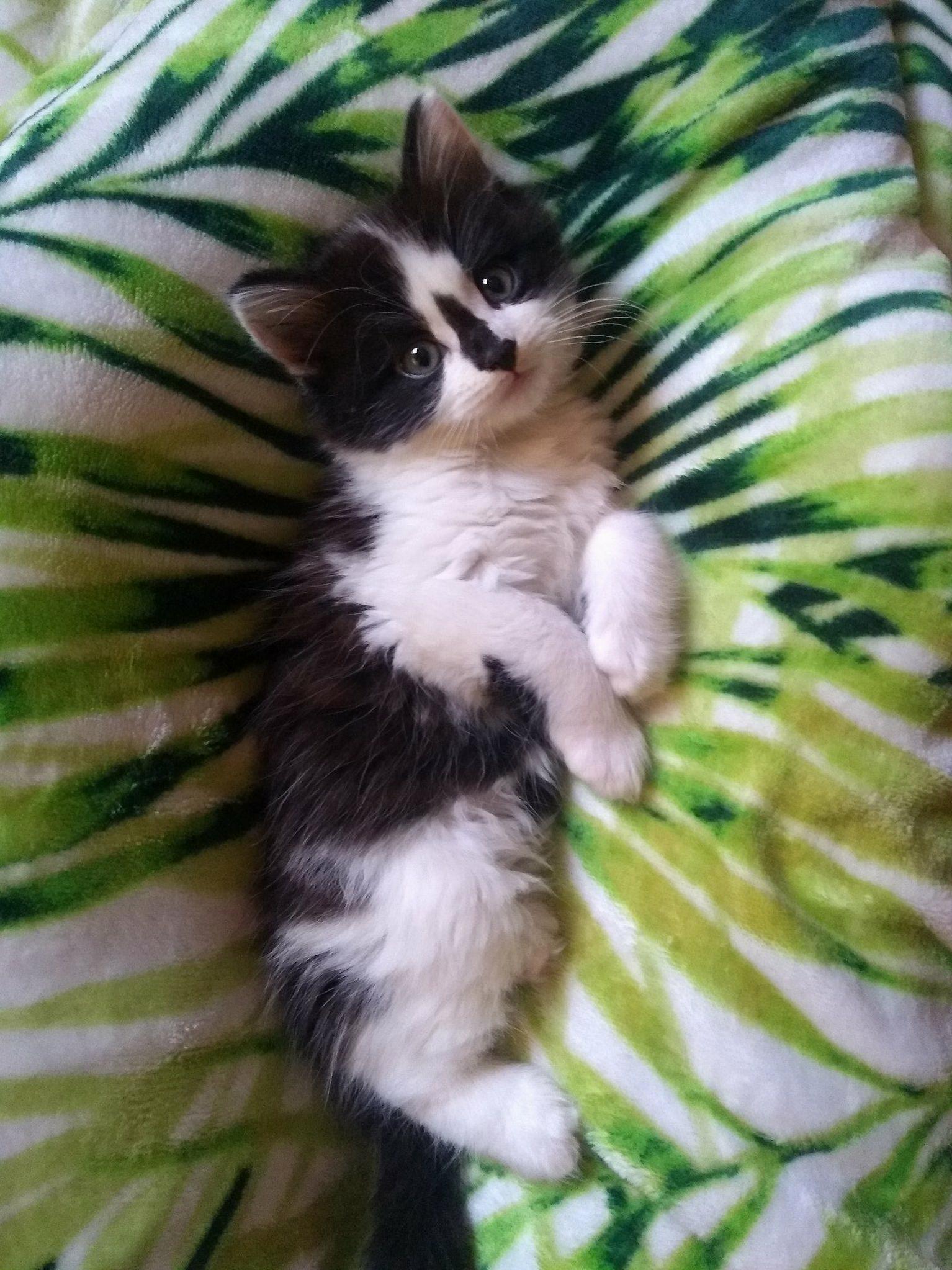 My 7 Week Old Ragdoll Cross Kitten