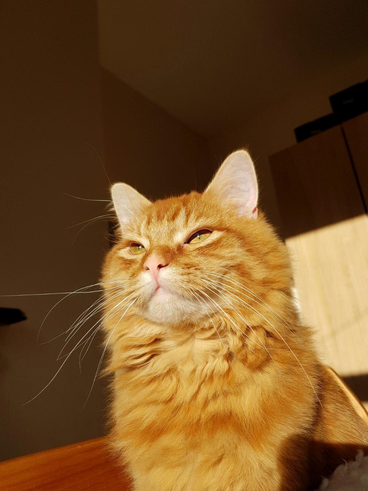 My Beautiful Floof Ball