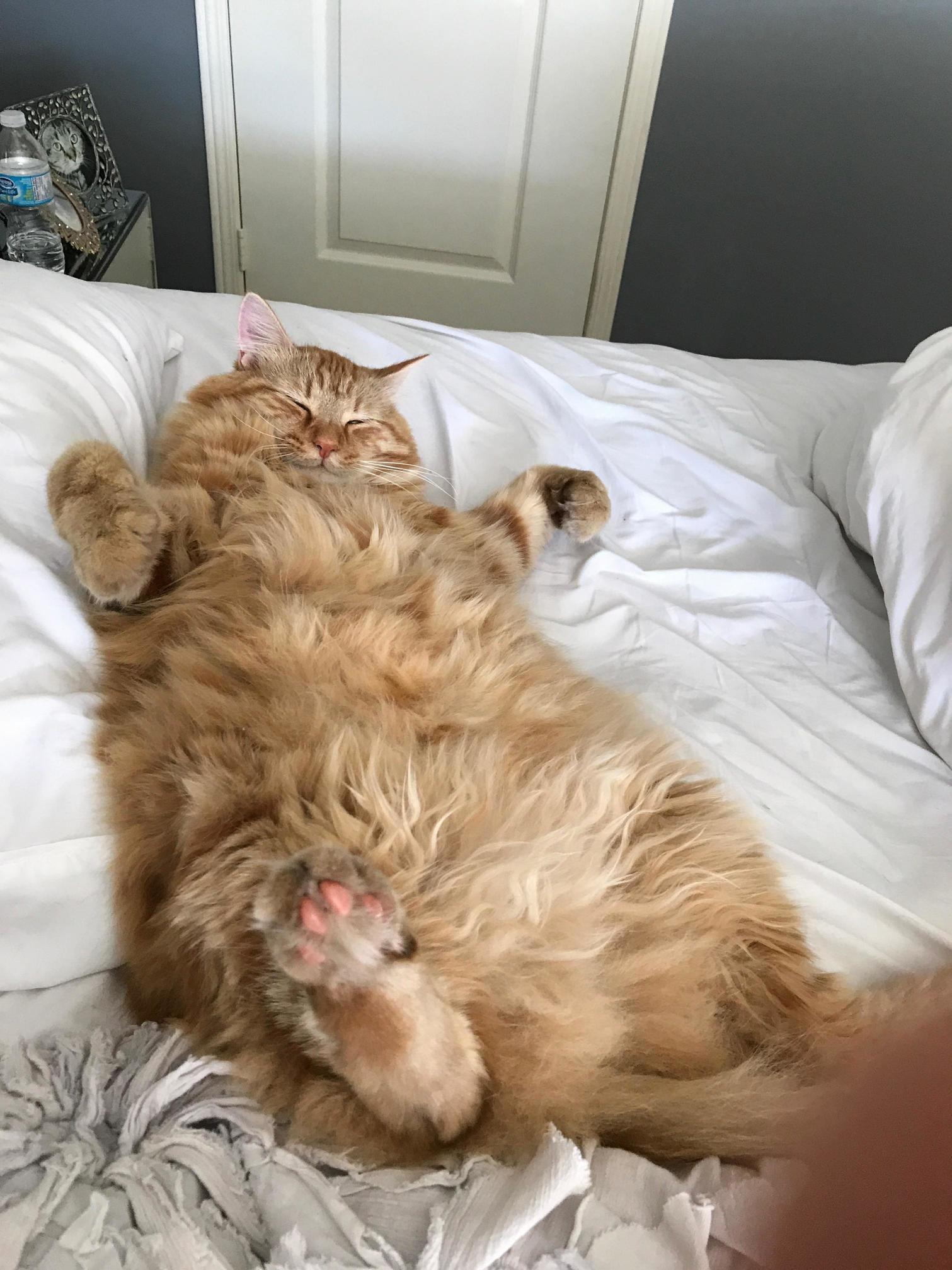 My Beautiful Maine Coon Mixed Baby, Diarmuid - Just Under 2 Years Old.