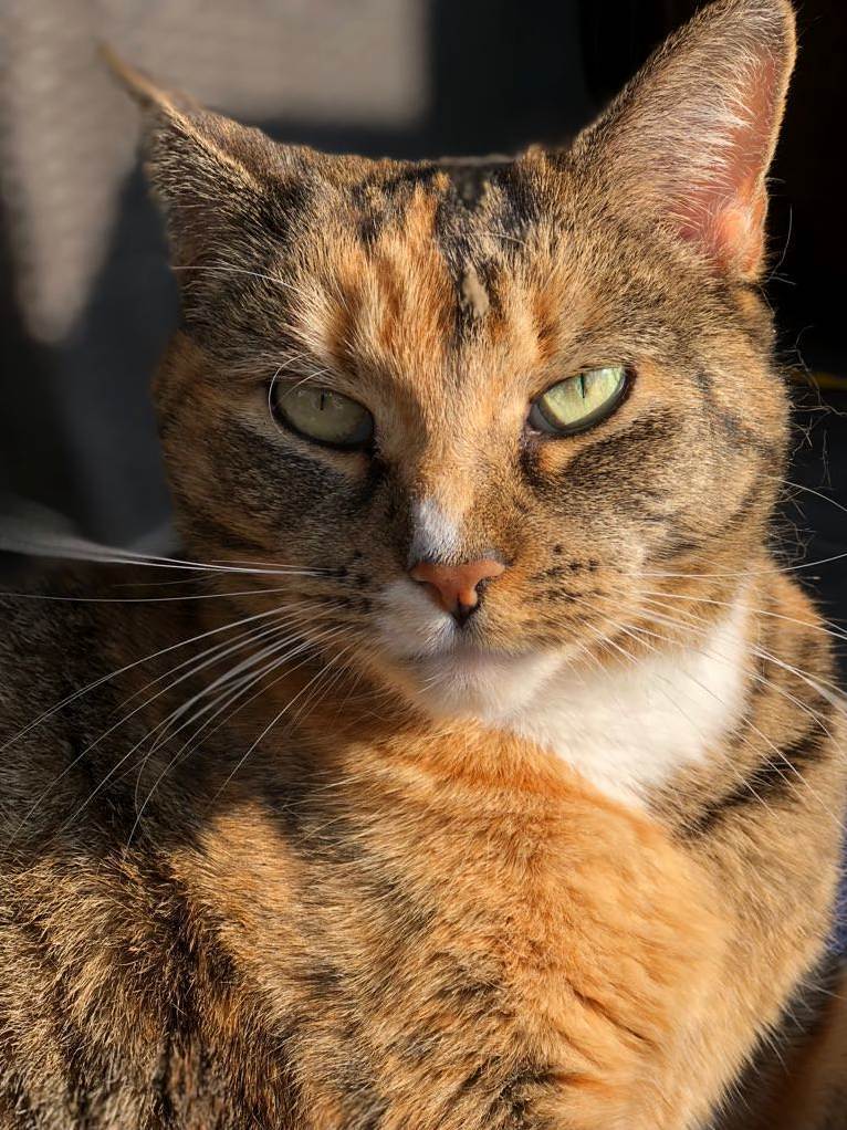 My Beautiful Outside Kitty That Chose Me