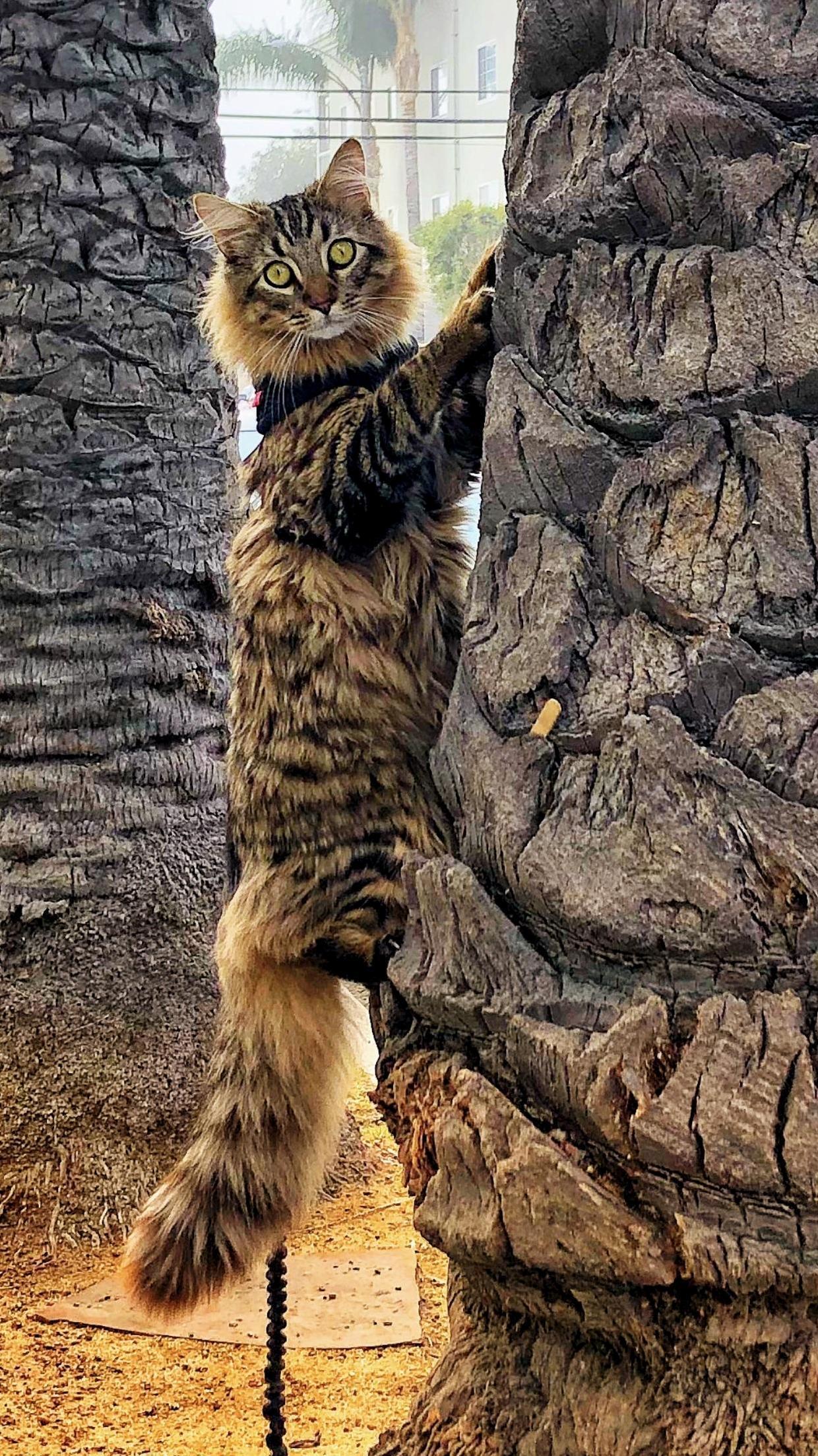 My Beautiful Wild Cat