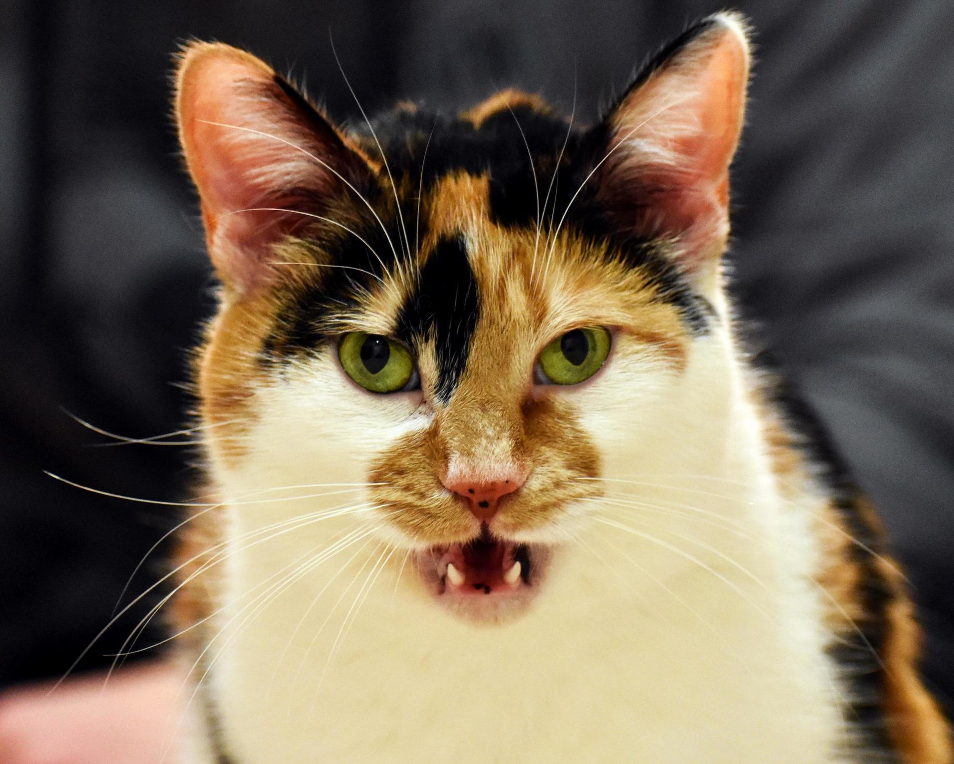 My Boyfriends Cat Has a Weird Habit of Sniffing the Carpet and Then Making This Face, As If Shes Appalled by the Smell.