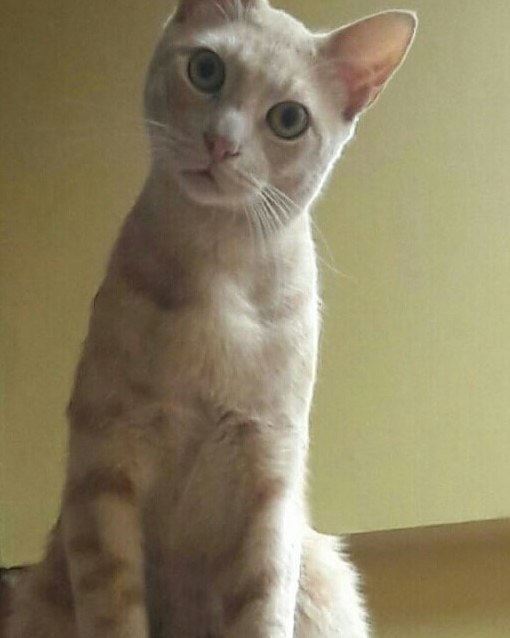 My Buddy Being Curious and Cute