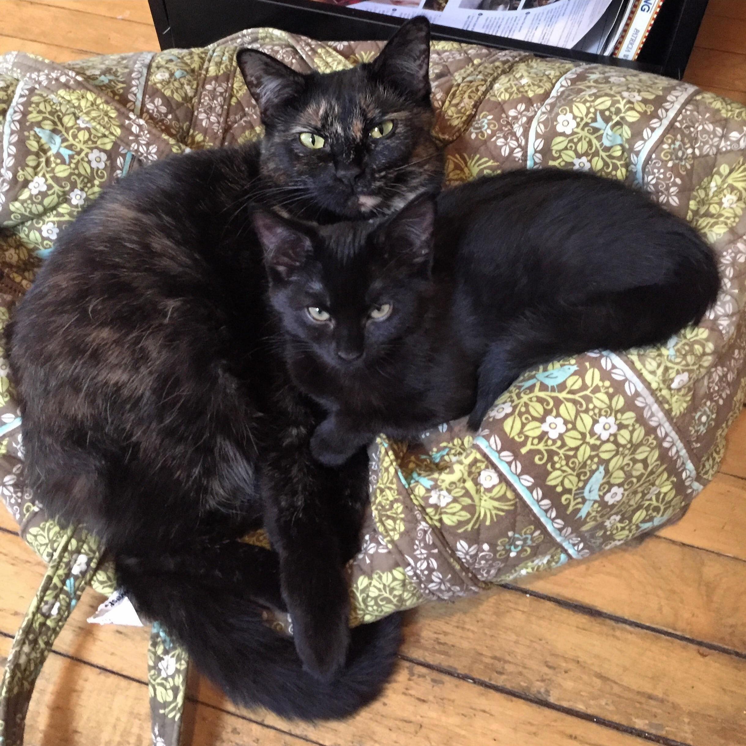 My Cat Adores Our Foster Kittens