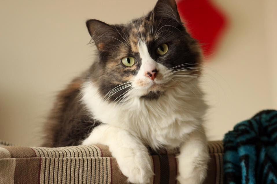 My Cat Is a Supermodel in Her Free Time