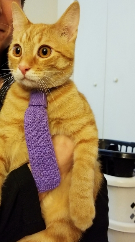 My Cat Is Feeling Very Professional Tonight