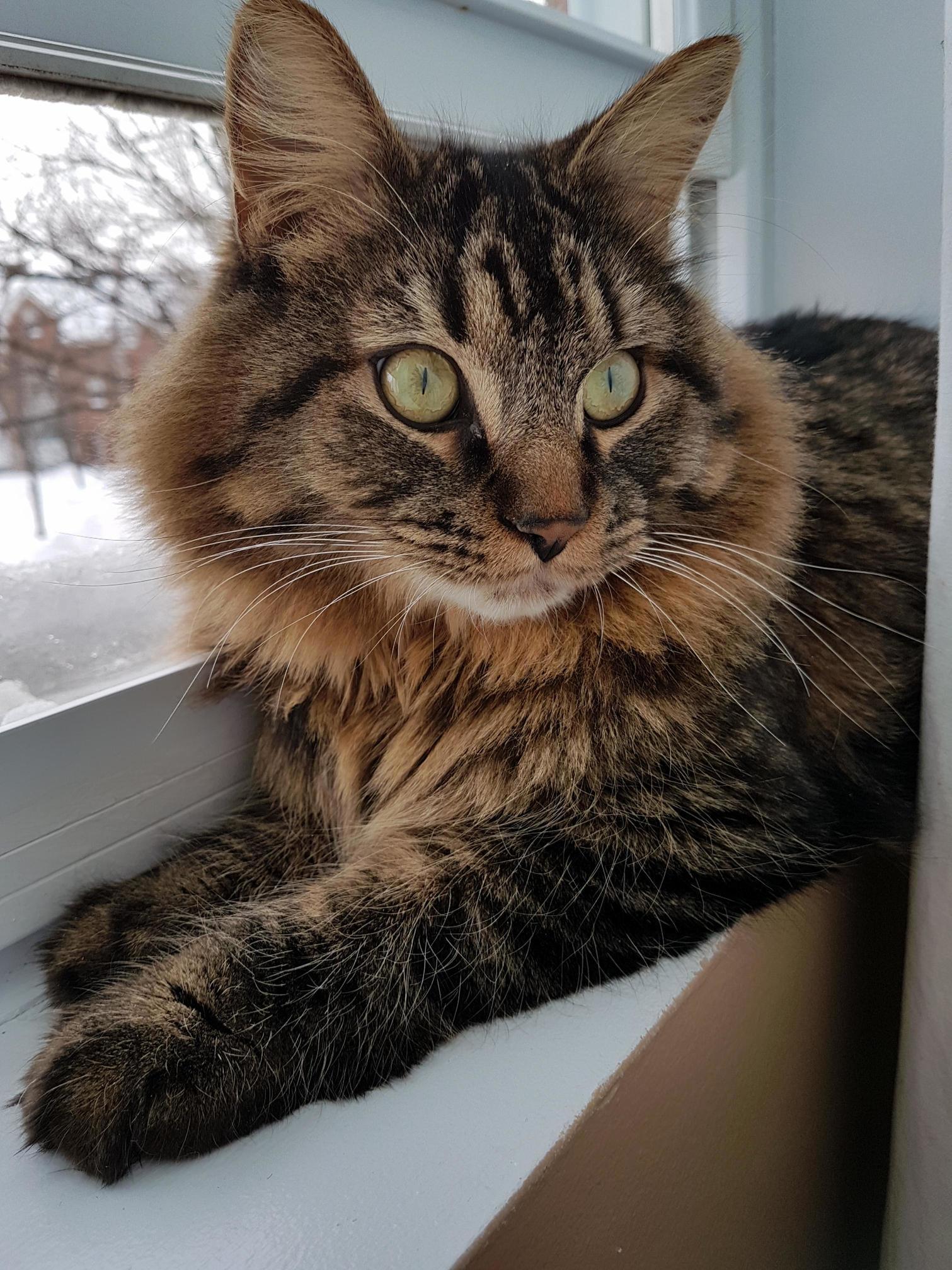 My Cat Is Hella Special, Hes an Idiot, but Hes My Idiot and I Love Him )