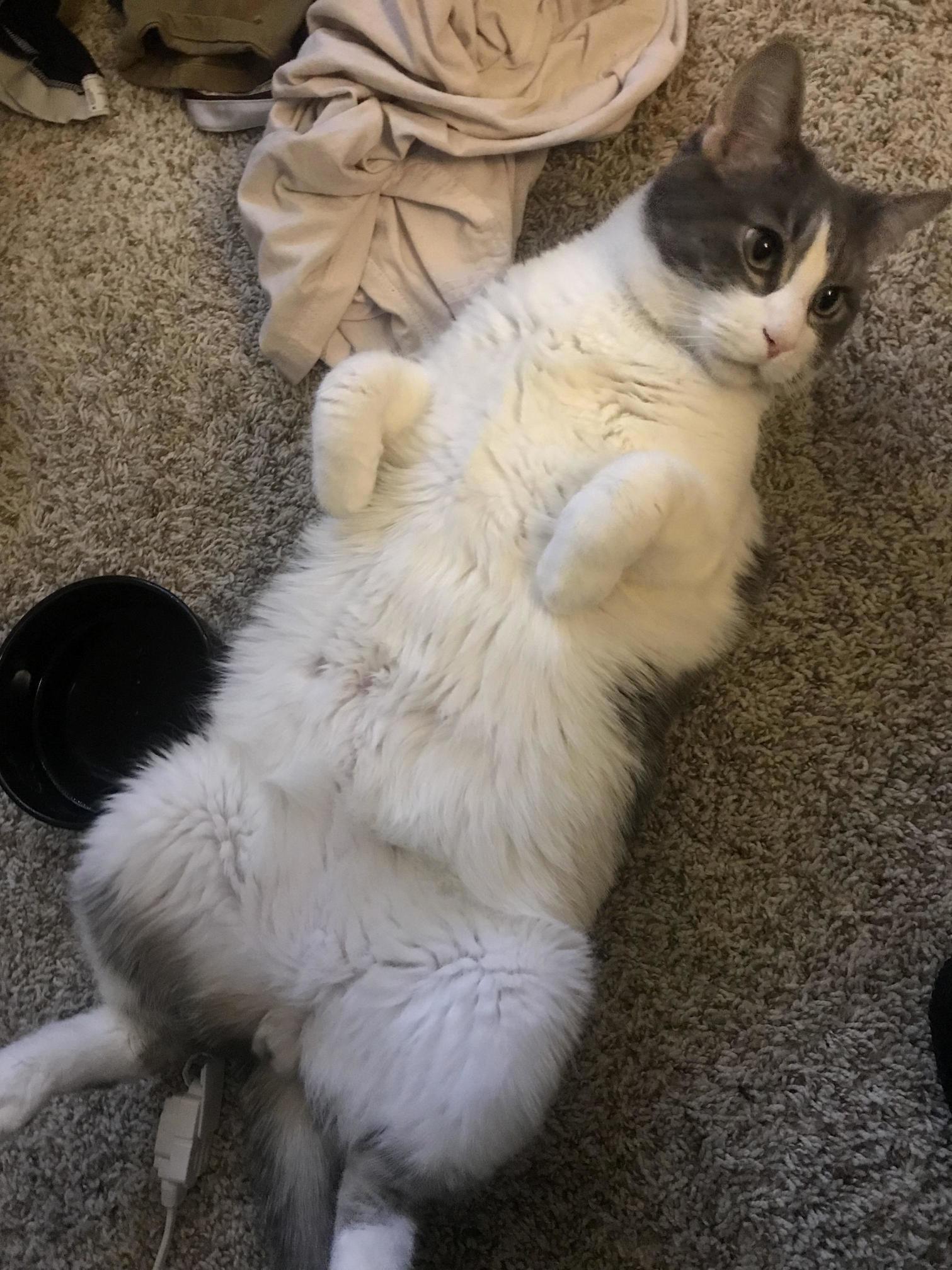 My Cat Is Something Else