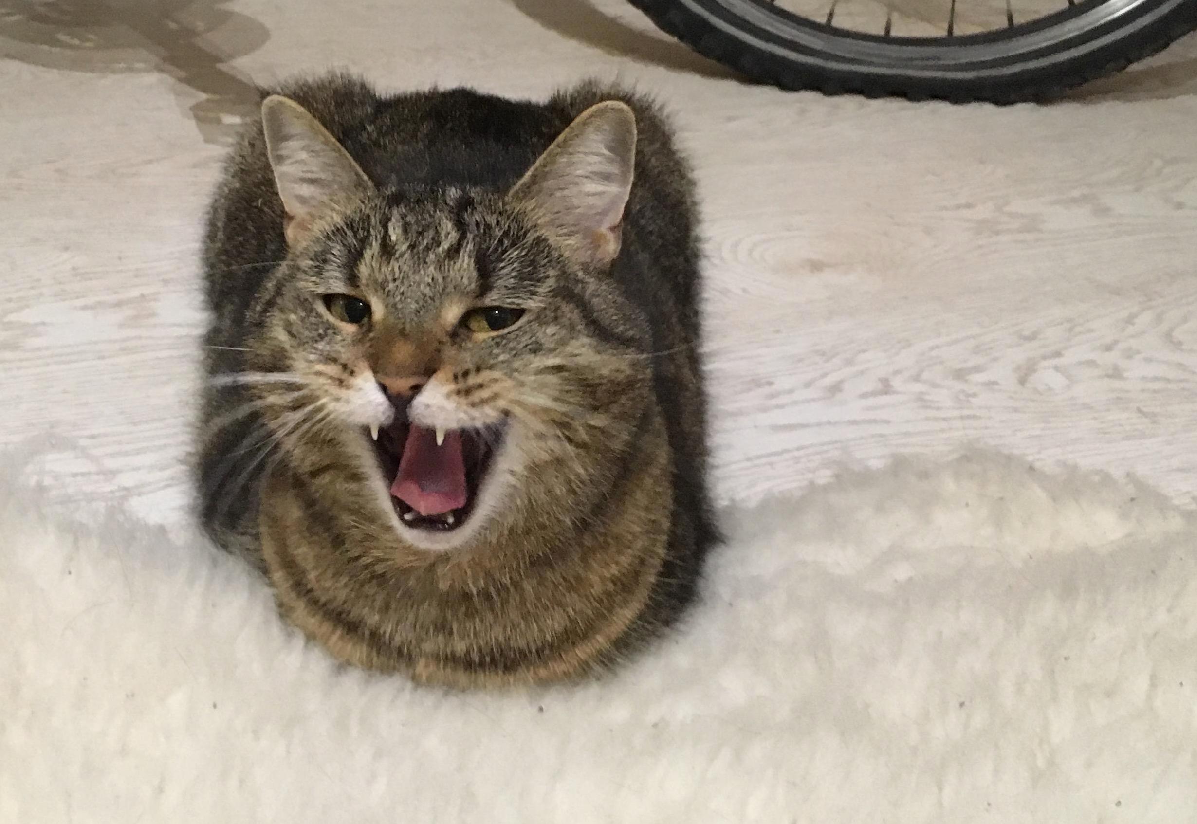My Cat Just Told Me a Joke and Expects Me to Laugh