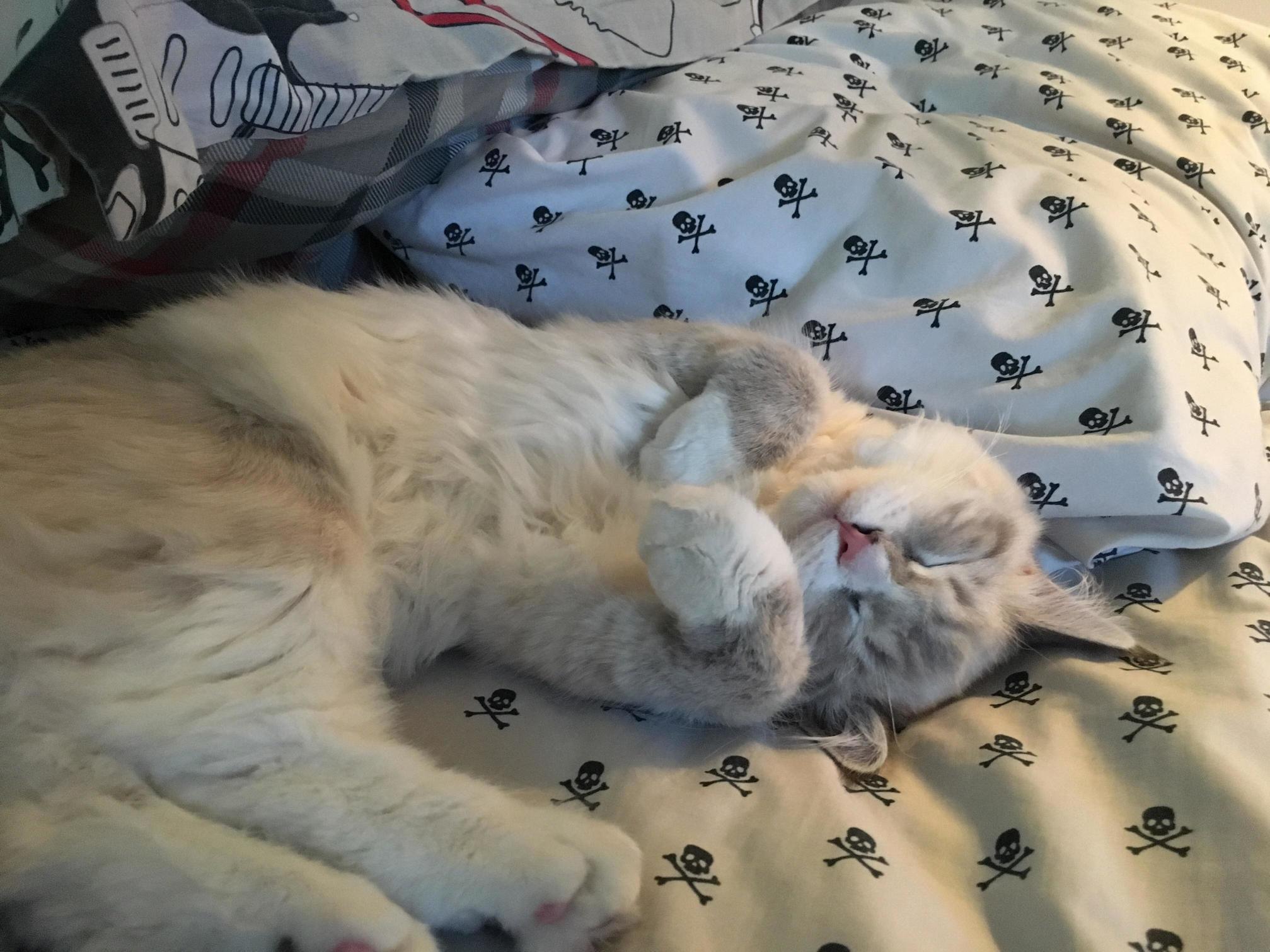 My Cat Loves to Do Opposite Cat Loafs!