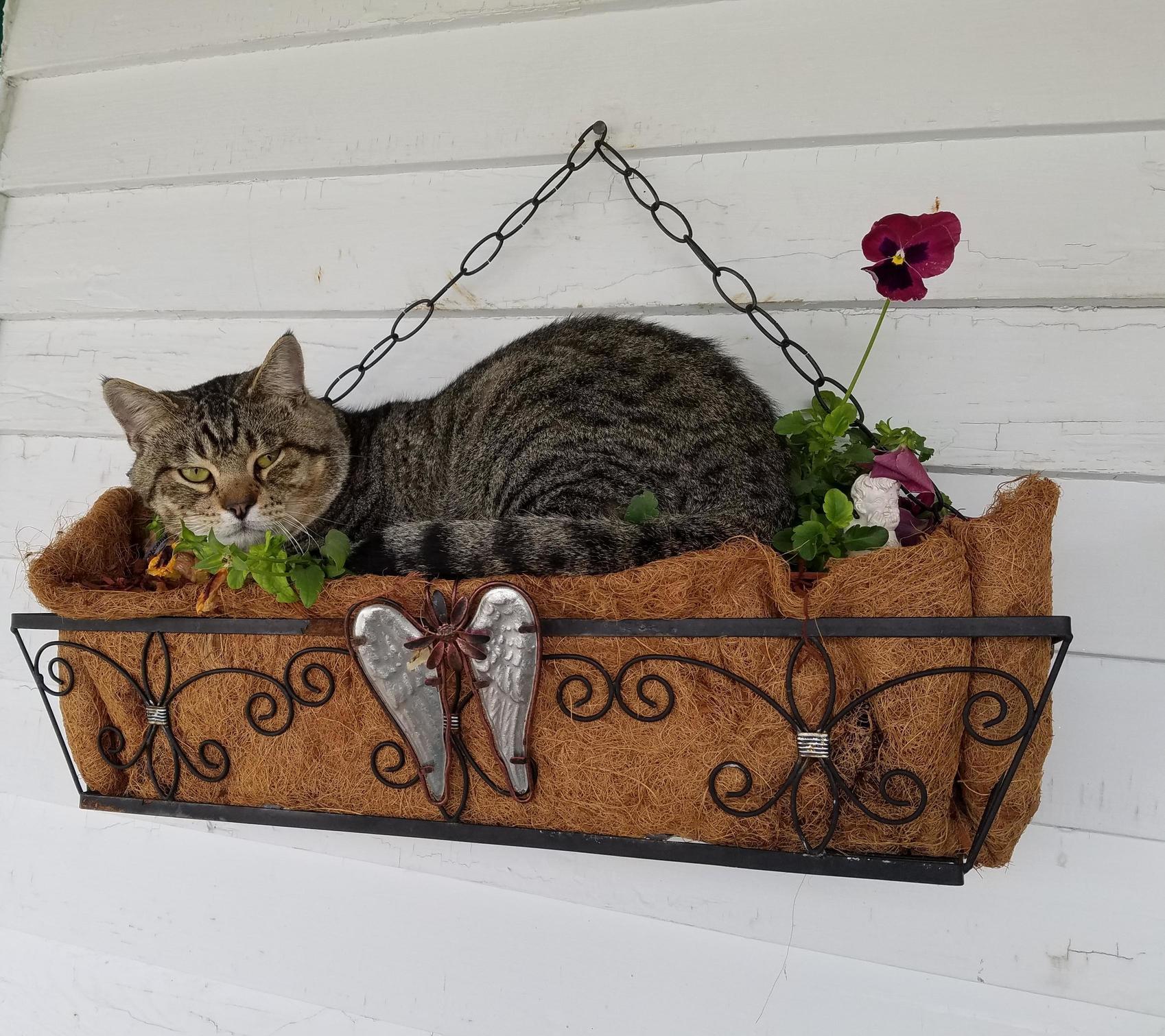 My Cat Squeakys Favorite Spot (So Much for Having Flowers)