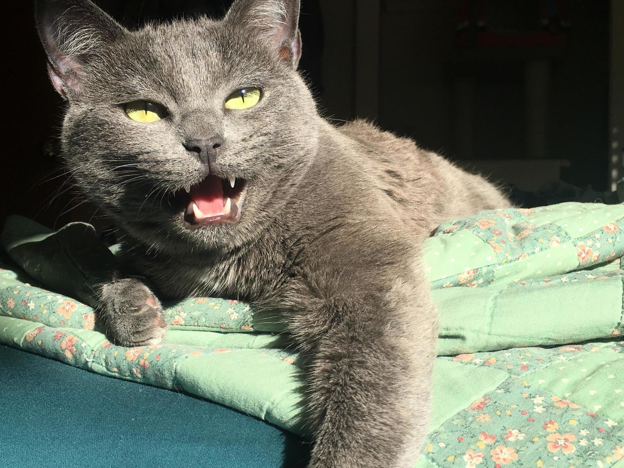 My Cat