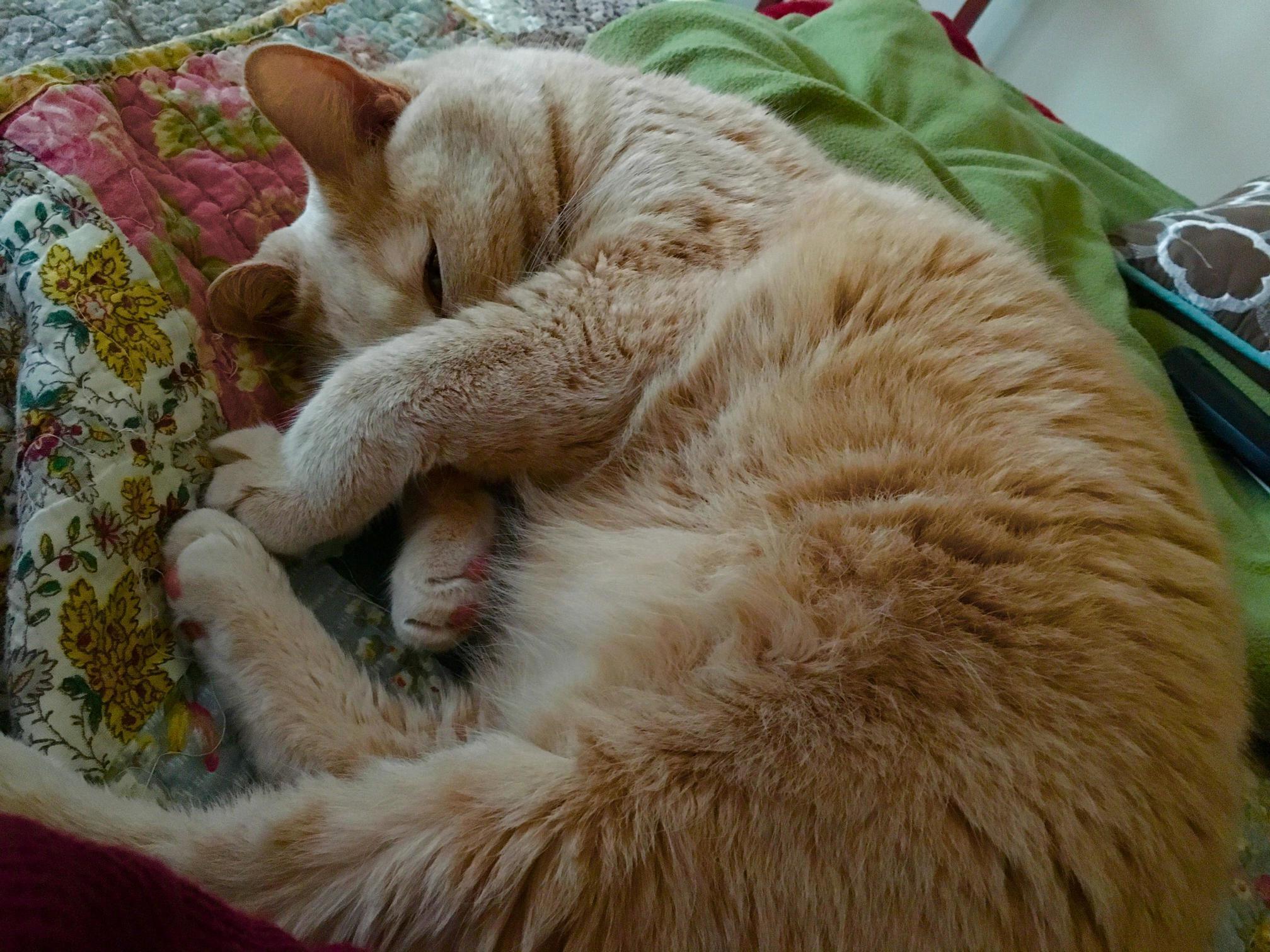 My Dads Cat Loves to Sleep!