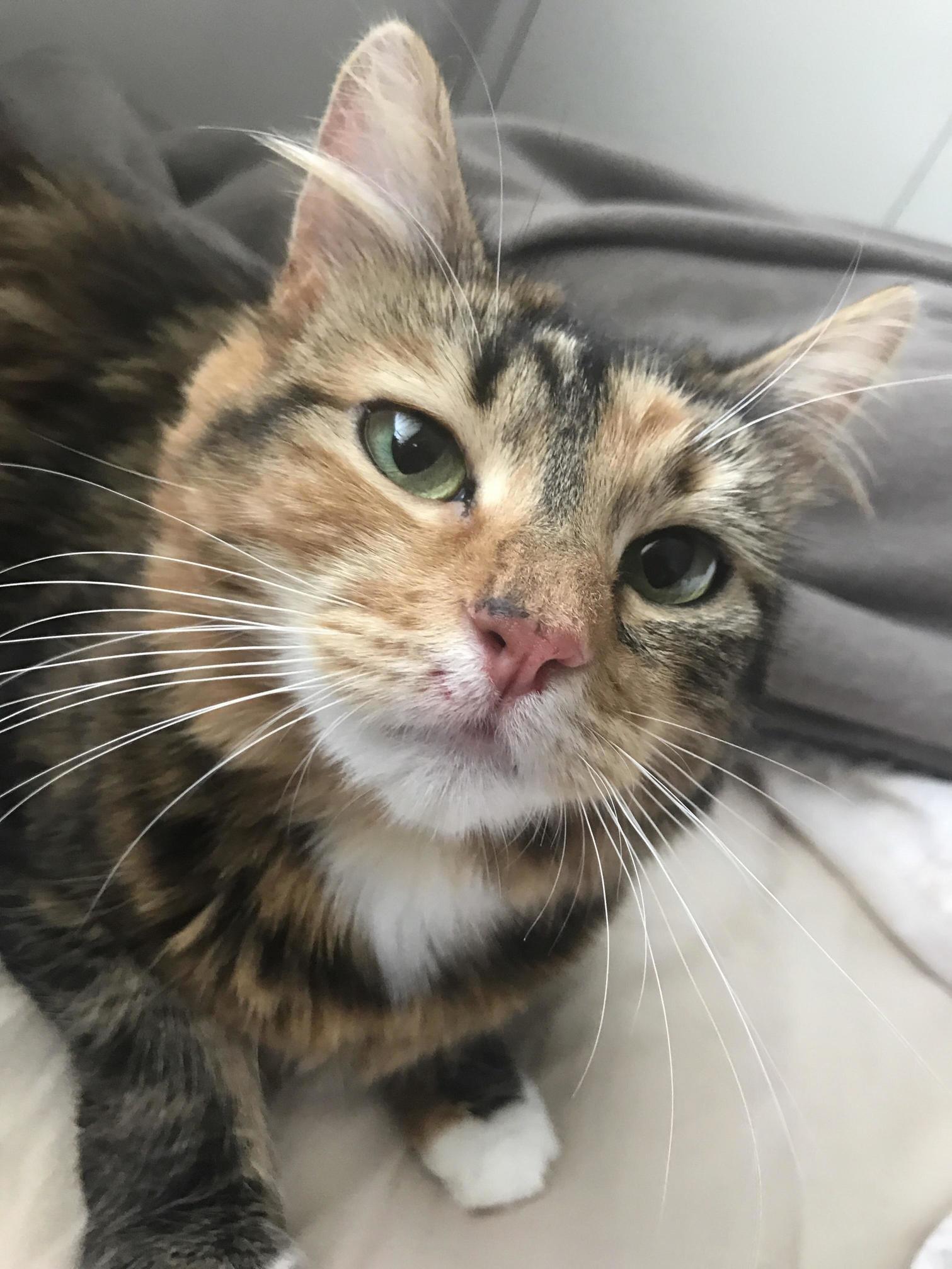 My First Rescue - 2.5yr Old Sophia!