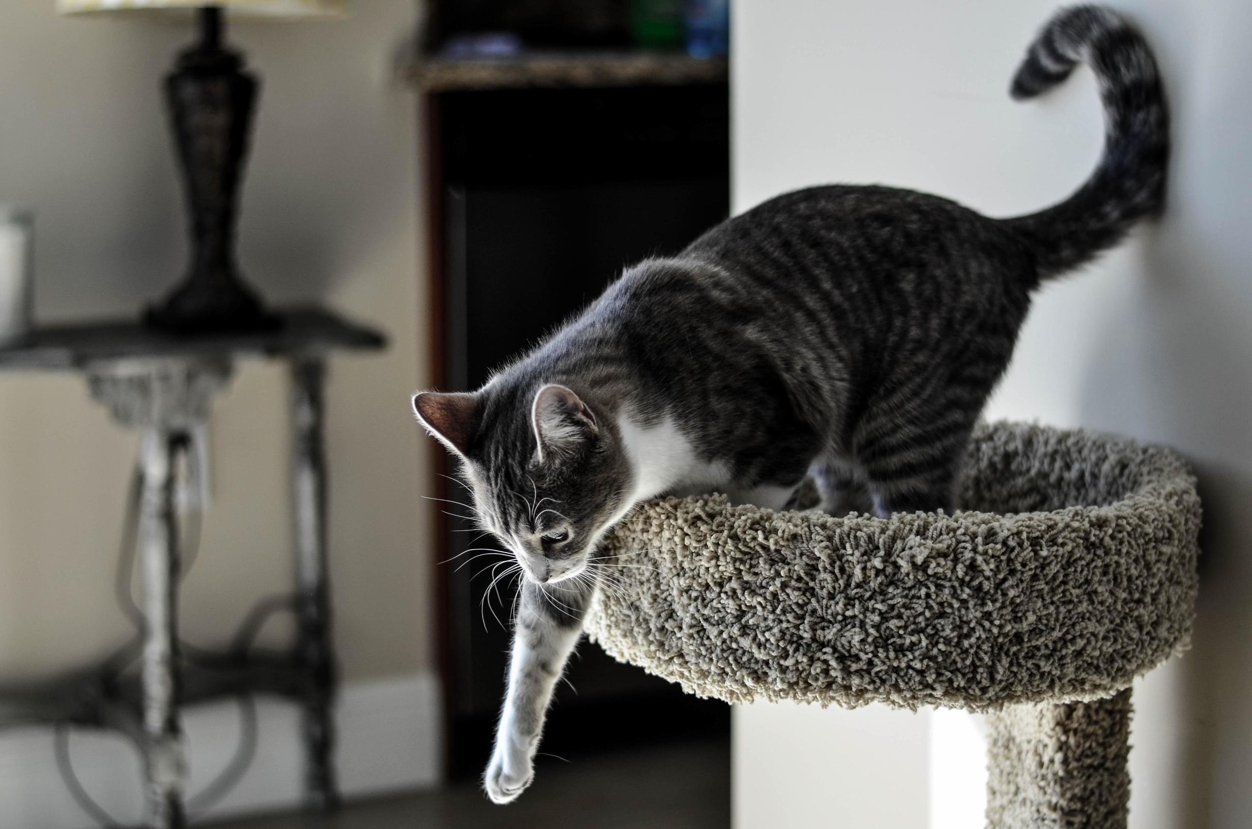 My Floofy Roommate Negotiating His New Cat Condo.