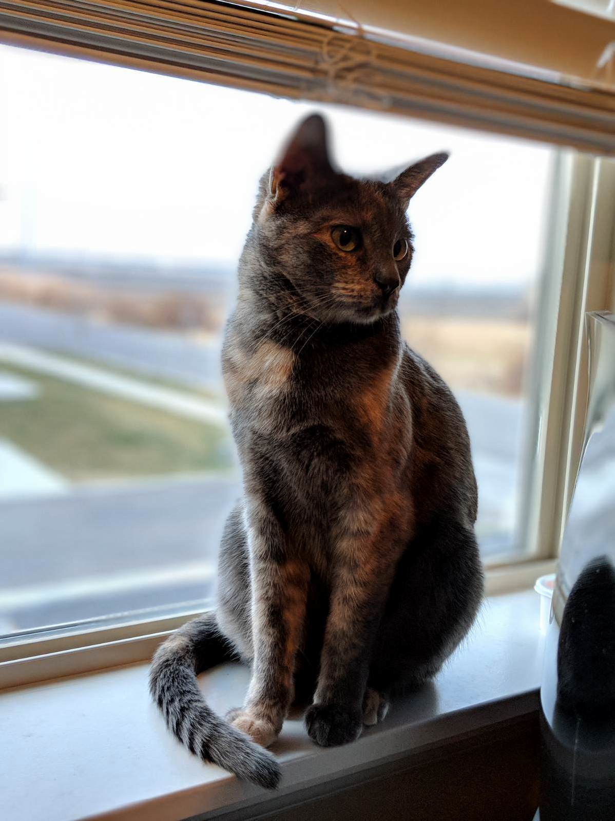 My Girl Atari. She Poses Everytime I Sit at My Desk