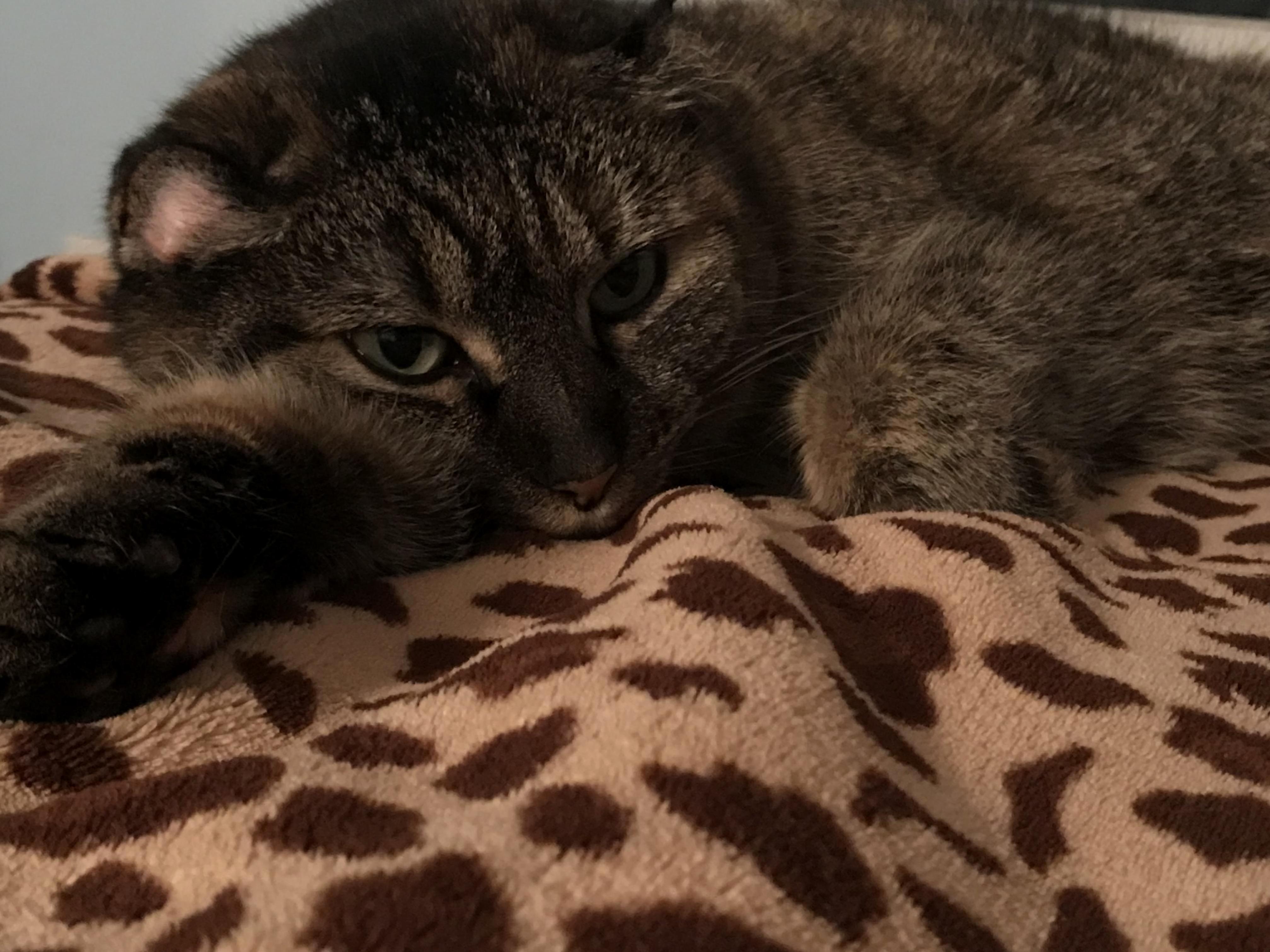 My Grumpy Baby, Lily