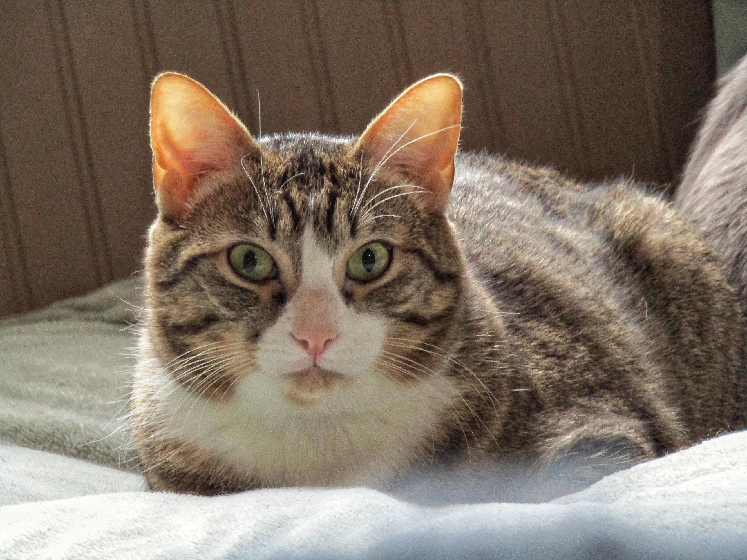 My Guard Cat