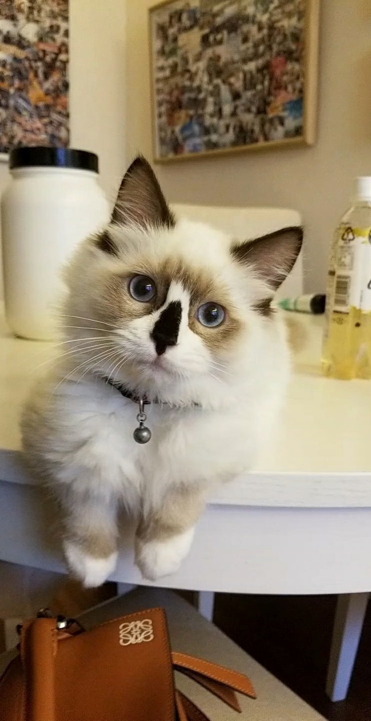 My Handsome Little Ragdoll, Mocha @ 4.5 Months