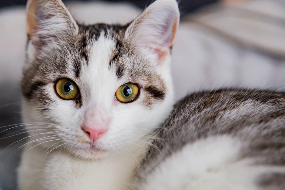 My Husband and I Adopted This Little Lady (5 Months Old) As a Gift to Me for the Holidays. Her Name Is Zuul (the Gatekeeper)