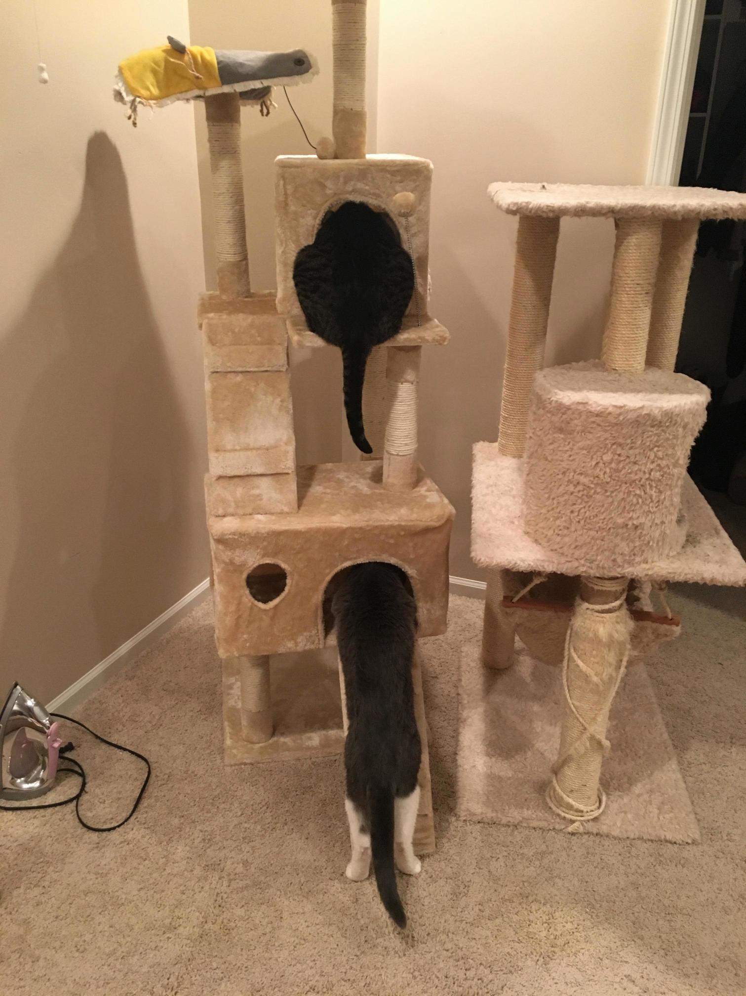 My Husband Put Catnip in the Tree