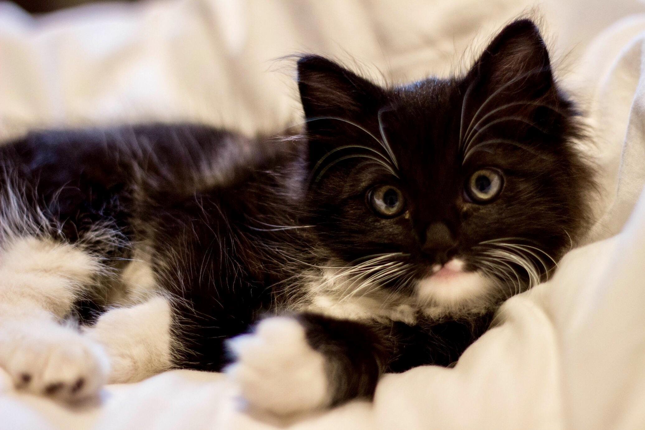 My Kidden Penny aka Teefs aka Fluffers (Because Her Cute Teeth). This Was Taken a Few Days After We Found Her As a Stray and Became Her Official Parents.