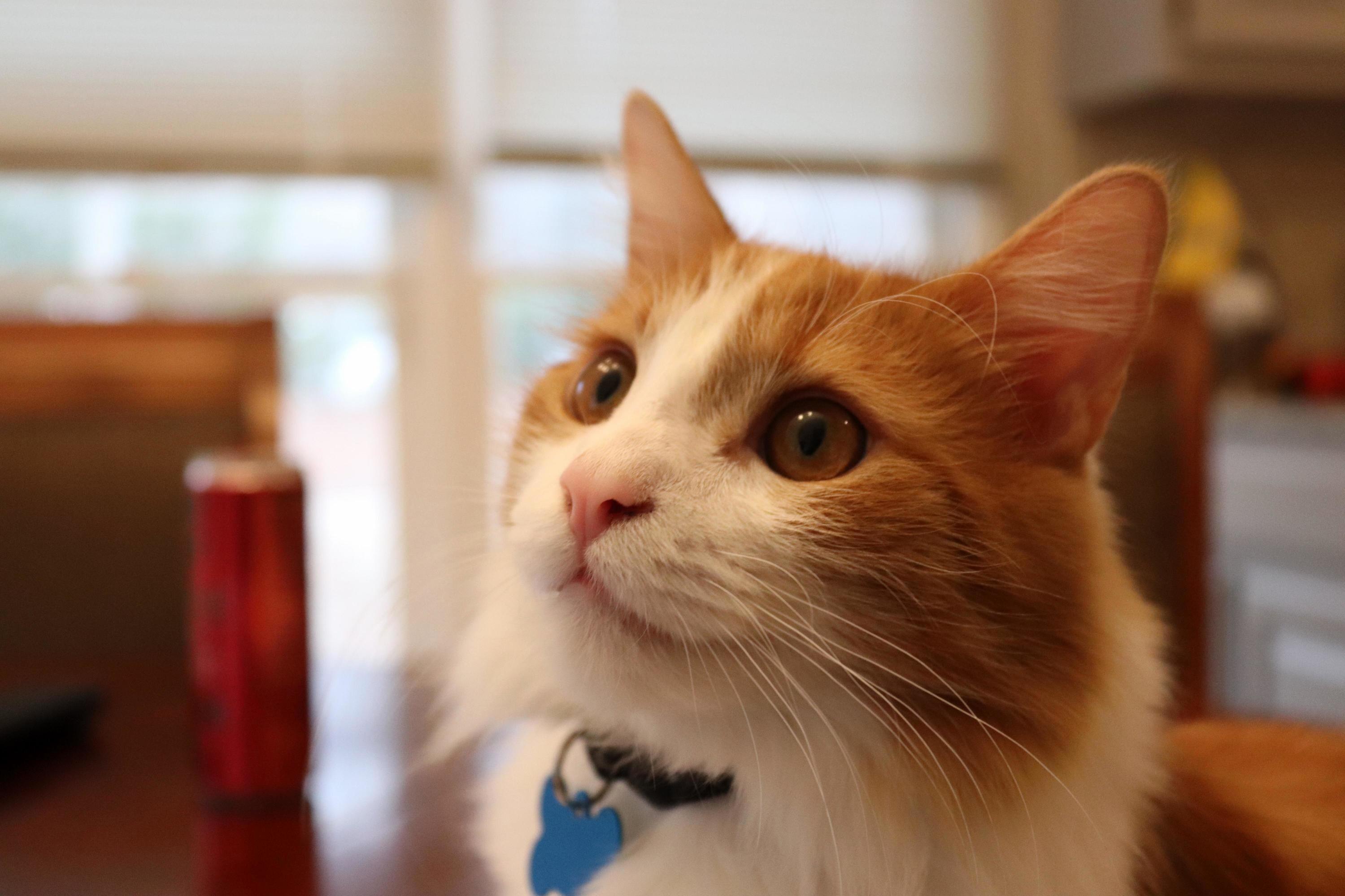 My Kittens Name Is Trevor.