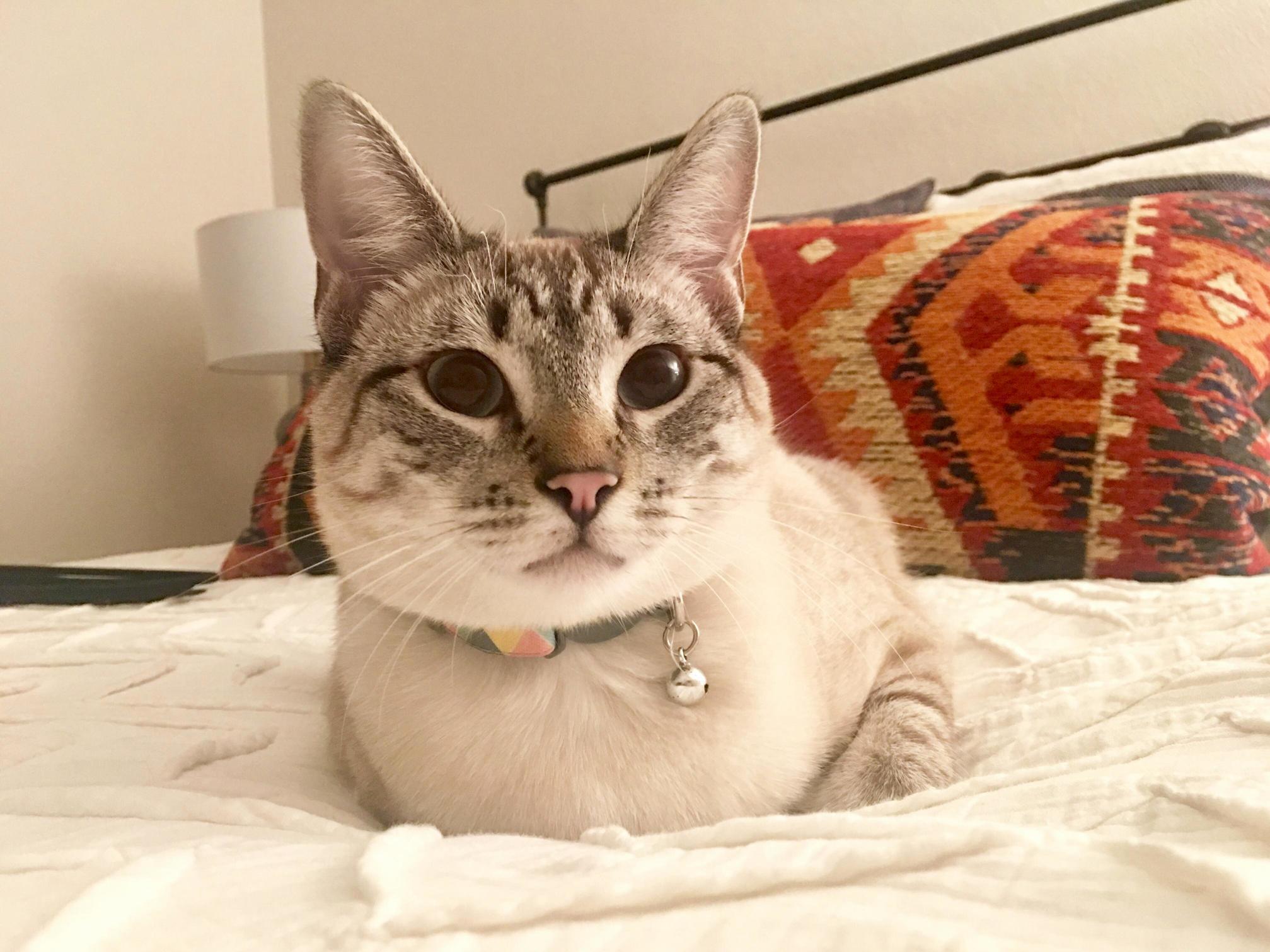 My Little Floof Milo.