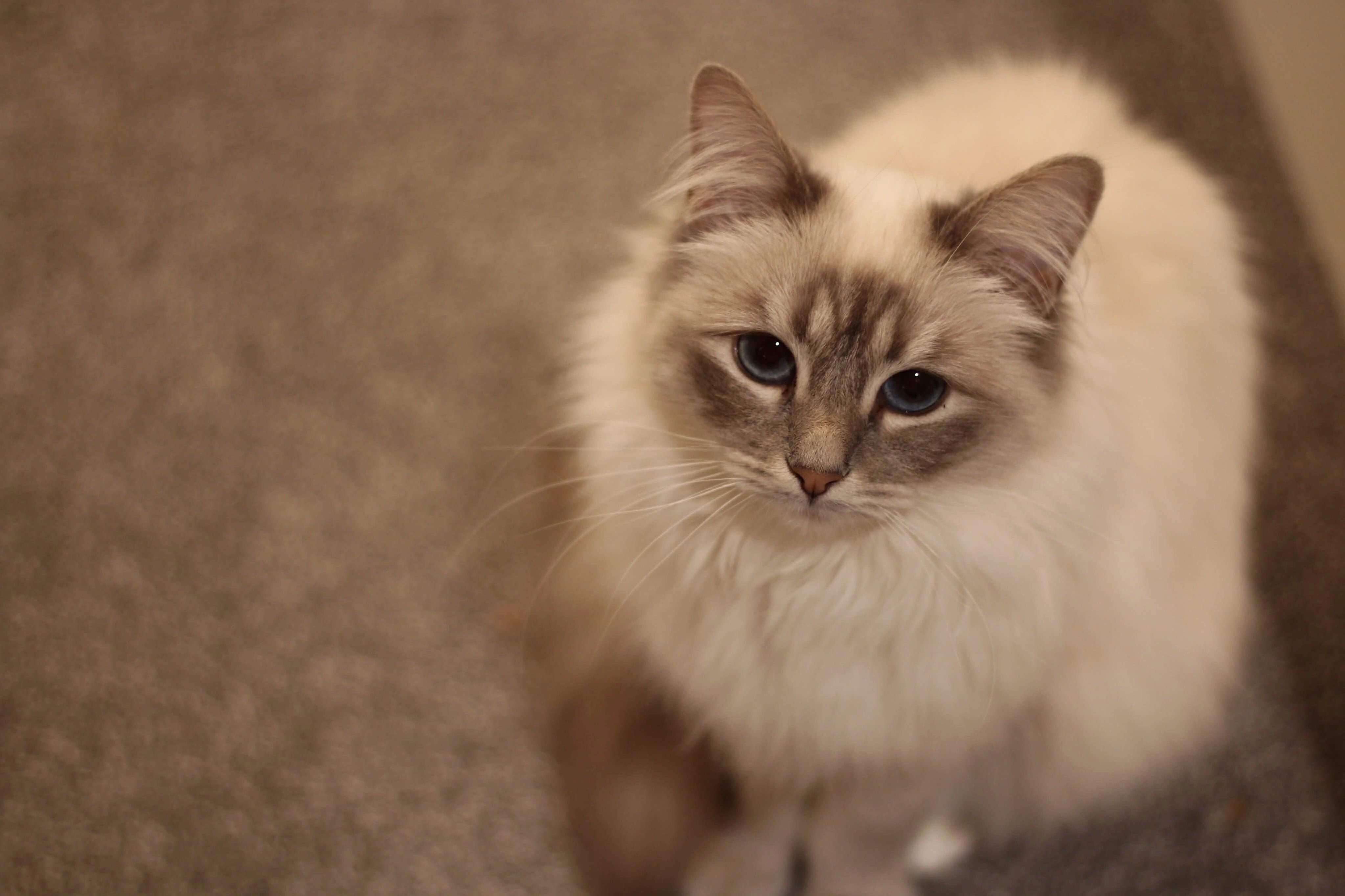 My Little Floof