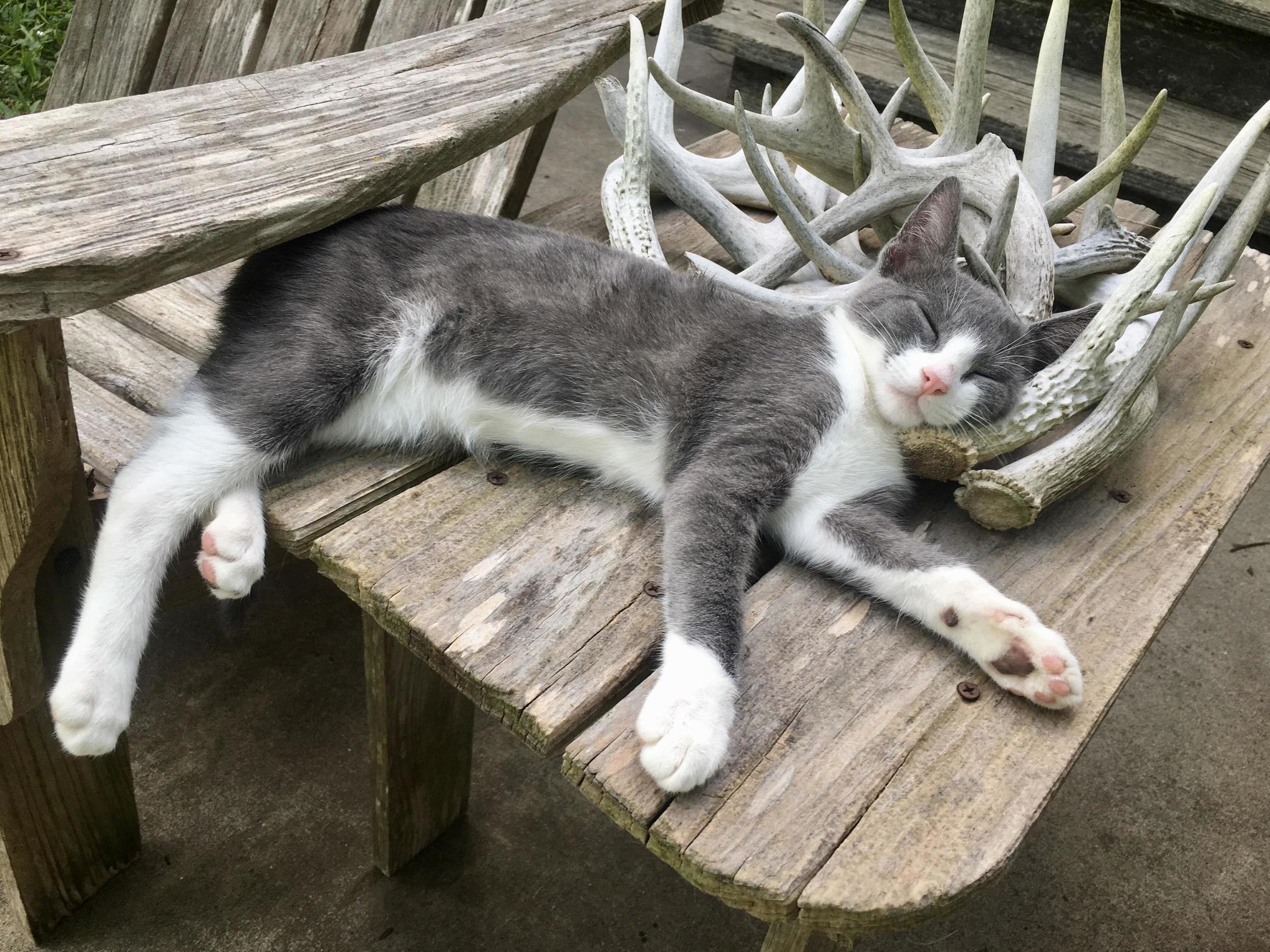 My Little Friend, Ouija.