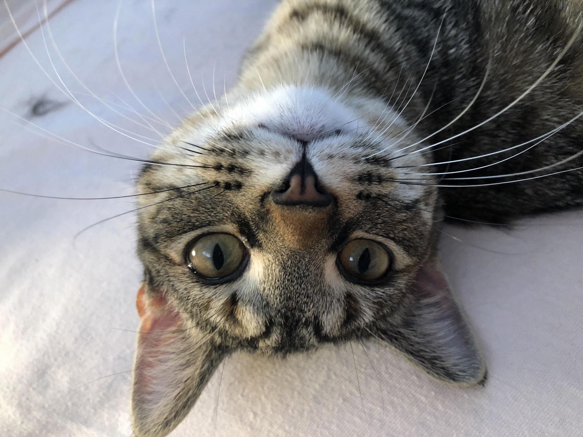 My Little Goofball