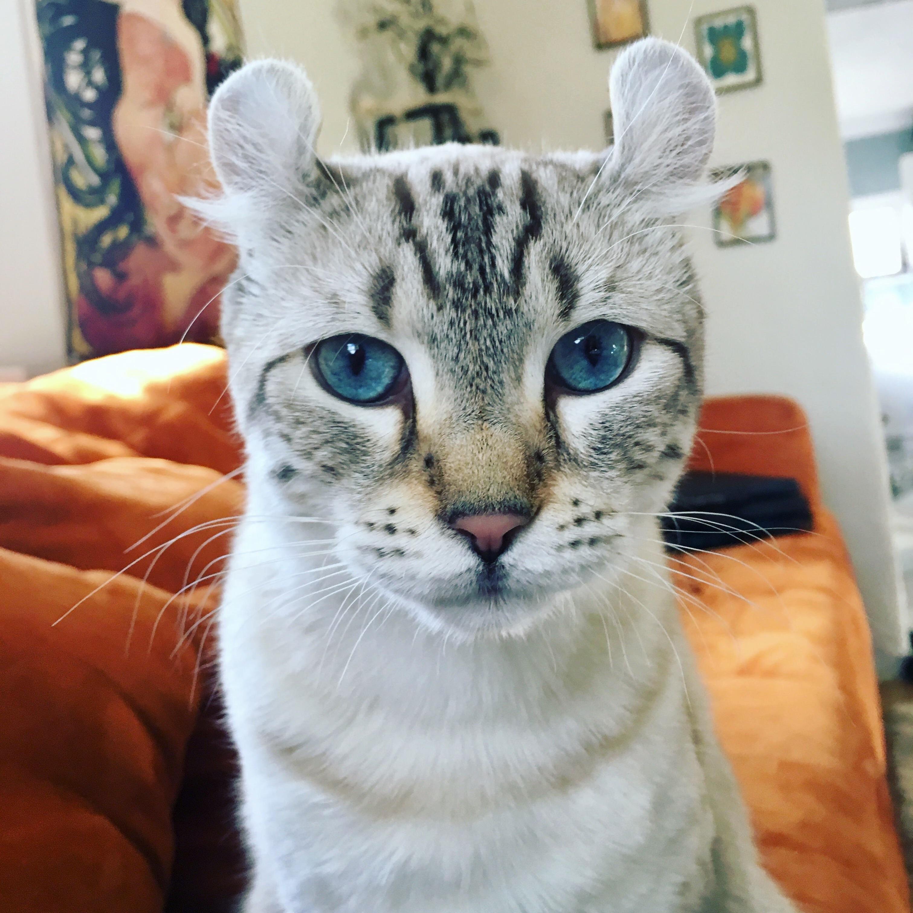 My Little Lion!