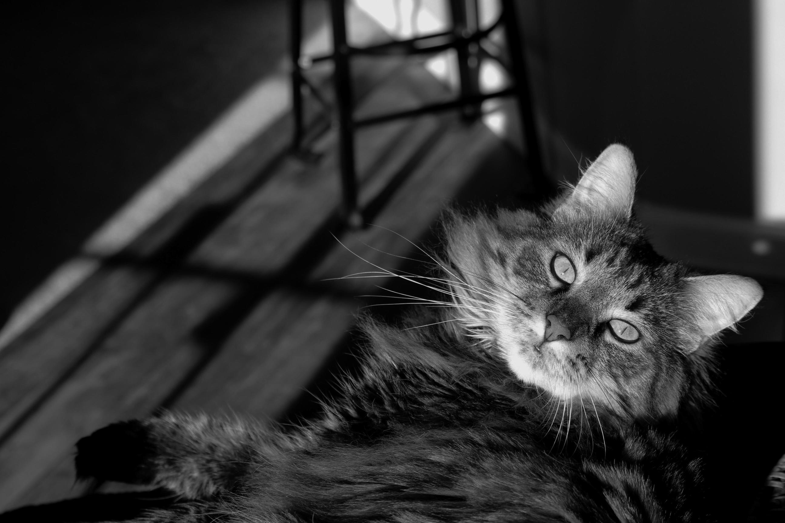 My Maine Coon Luna in the Morning Sunshine