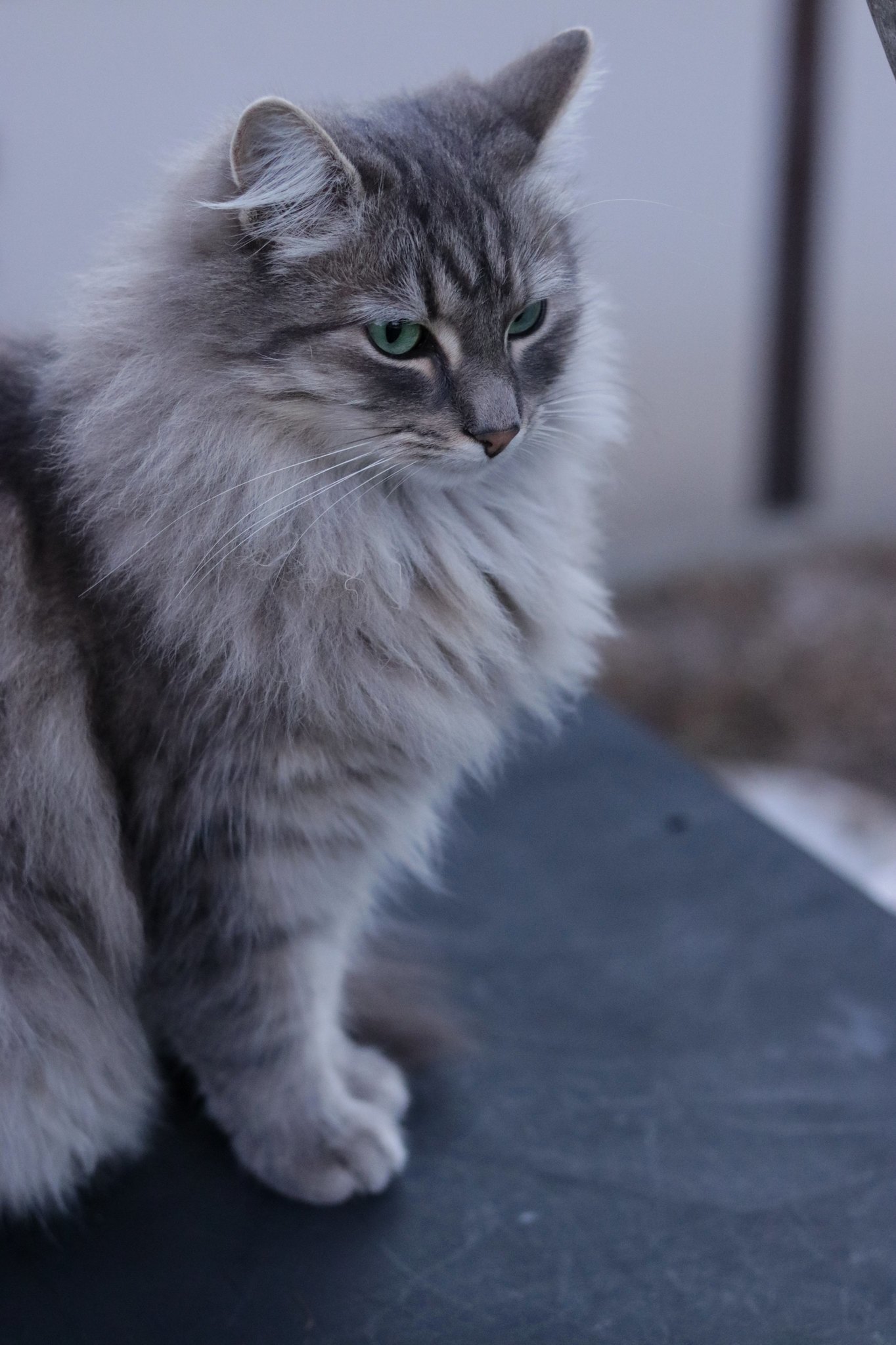 My Miniature Maine Coon, Fizz, Always Looking Displeased.