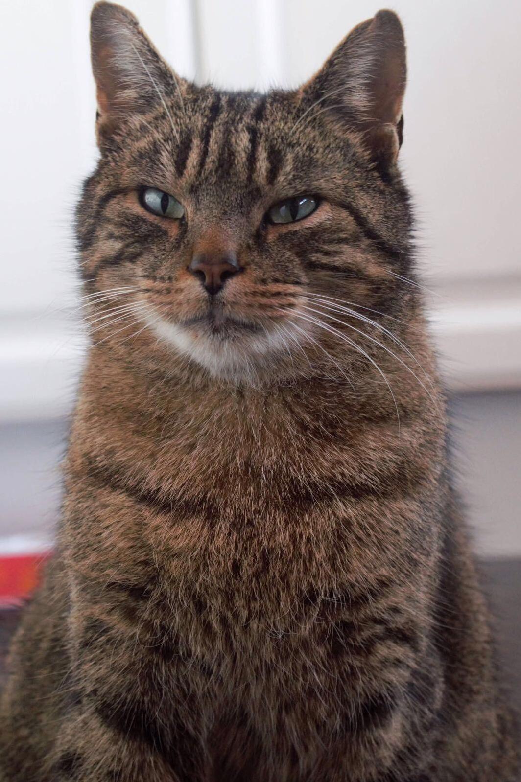 My Mums Cat Looks So Wise.