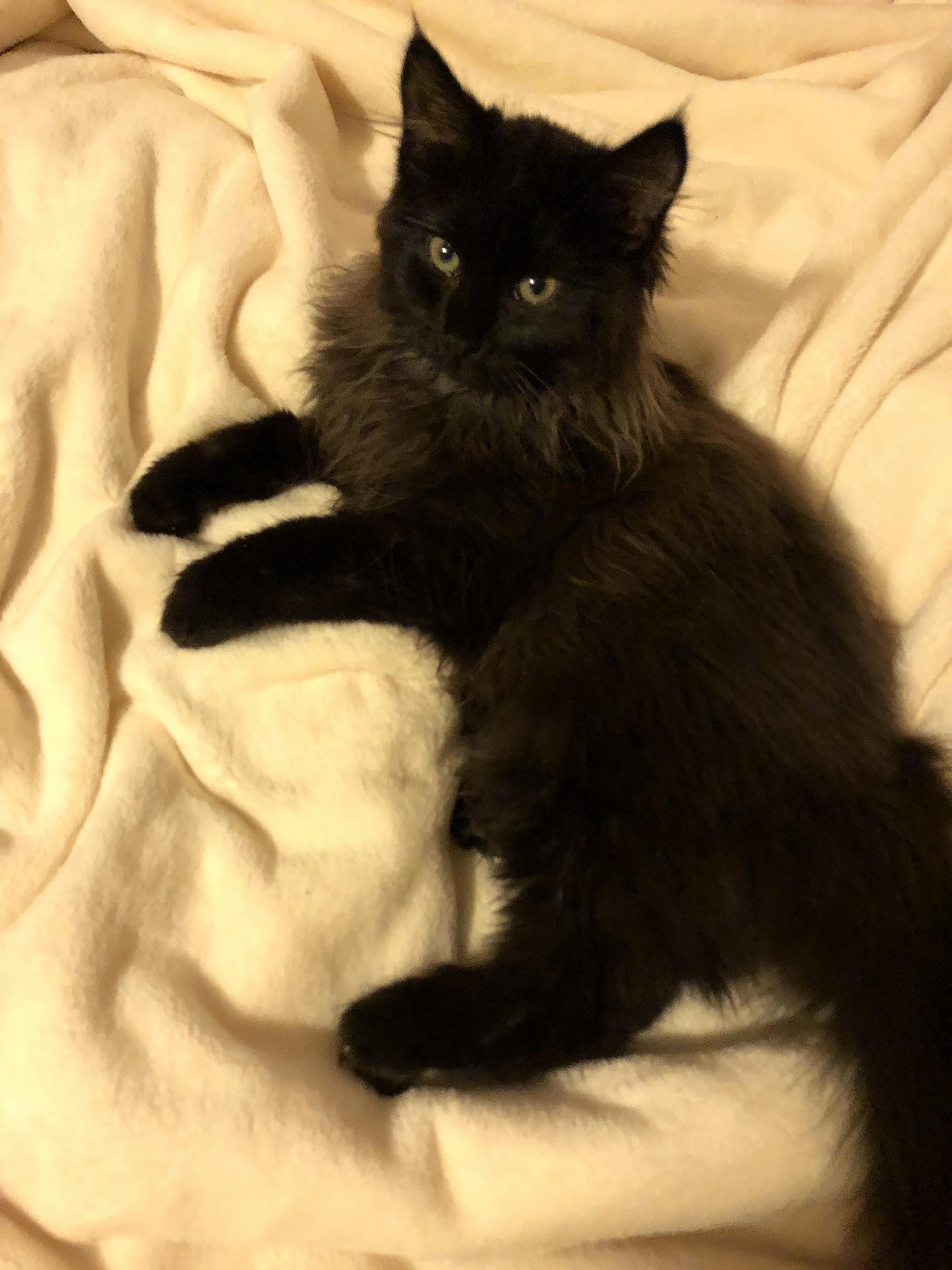 My New Pal Ace!