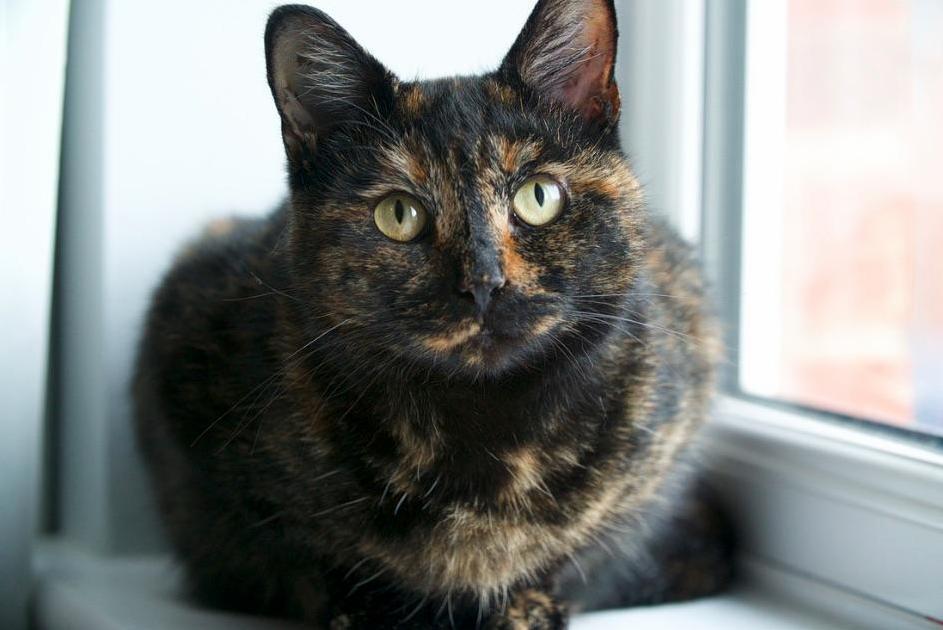 My Rescue Kitty, Nala, Won a Free Photoshoot.