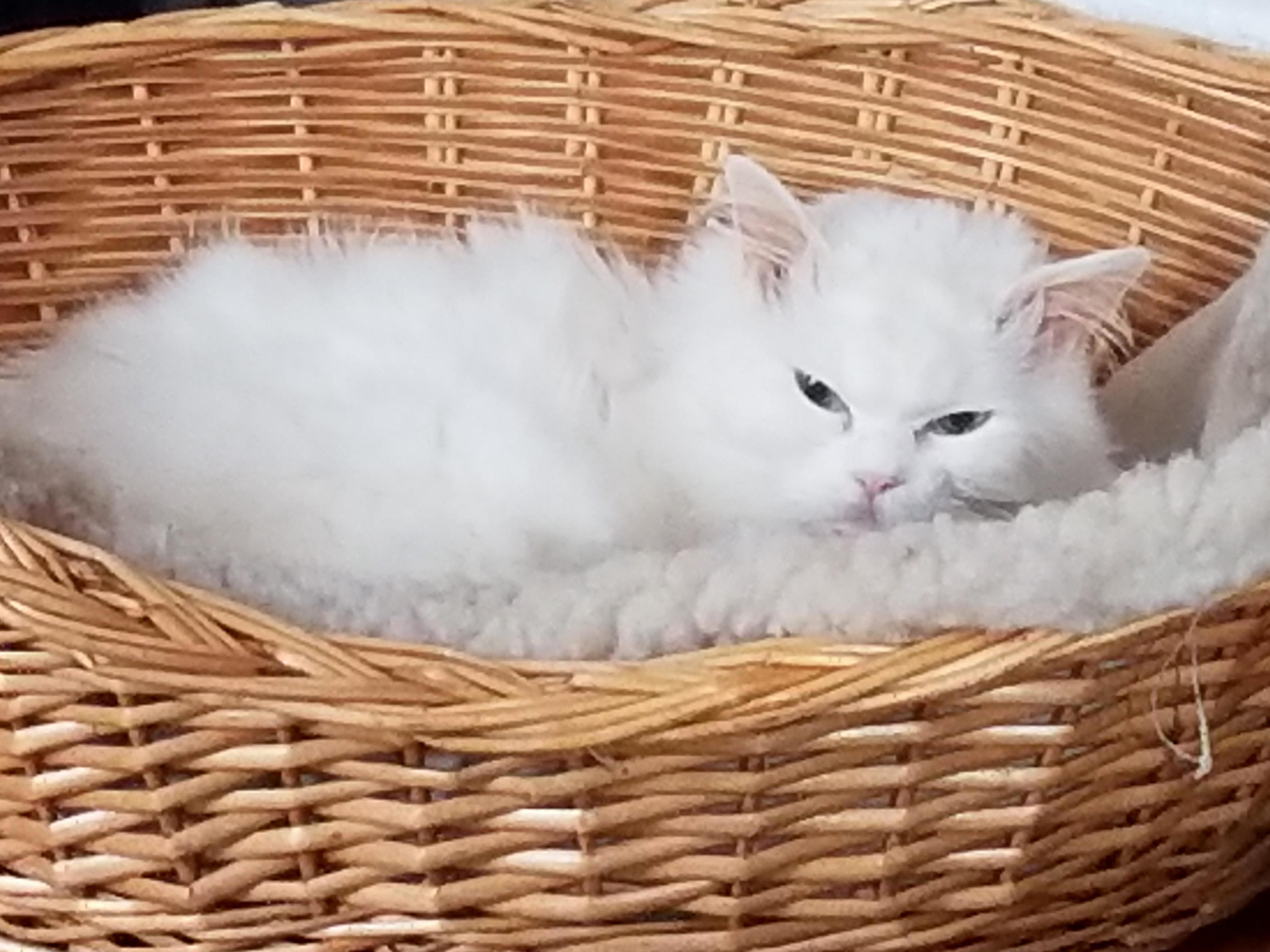 My Sleepy Christmas Kitteh.